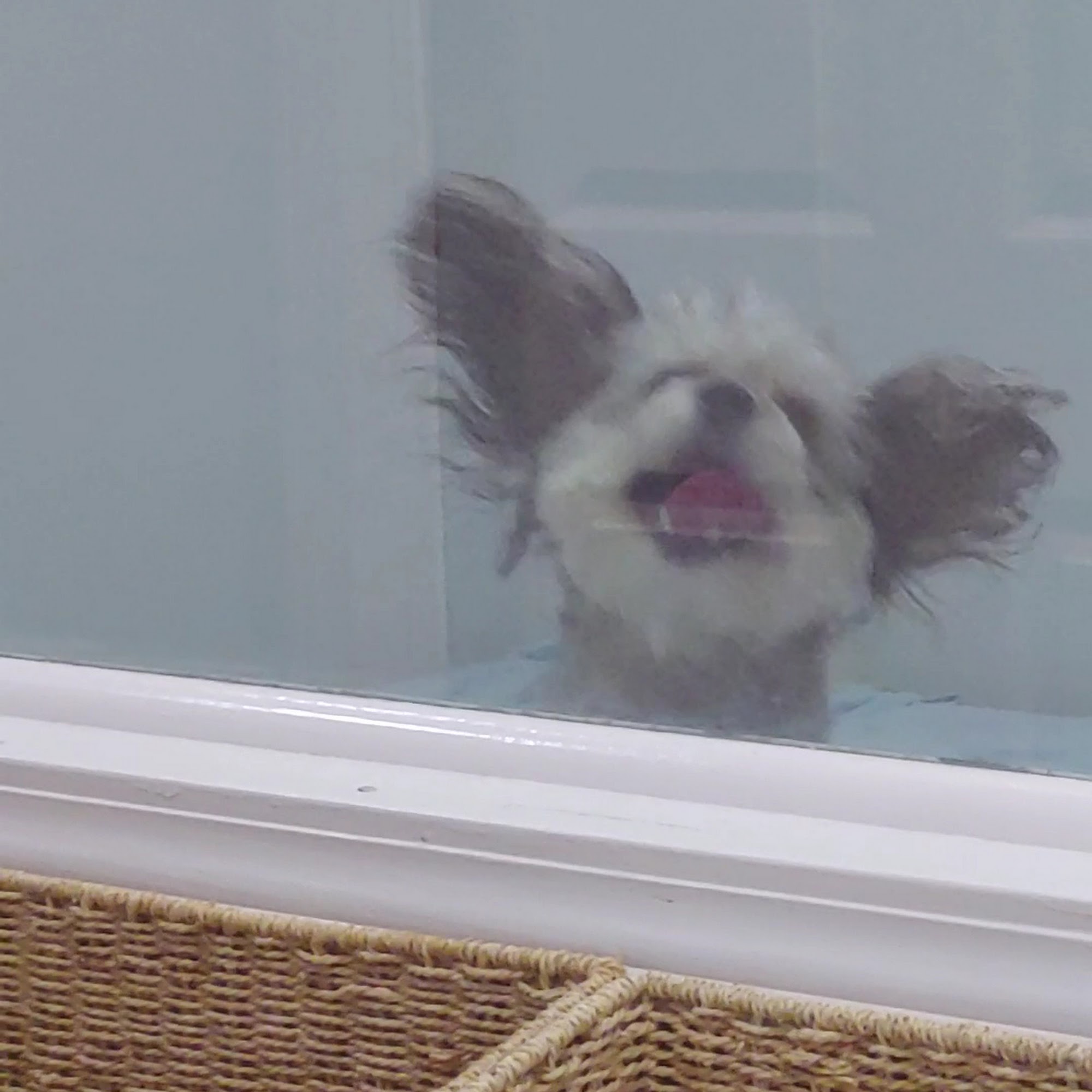 Pet Spa & Retreat Katy