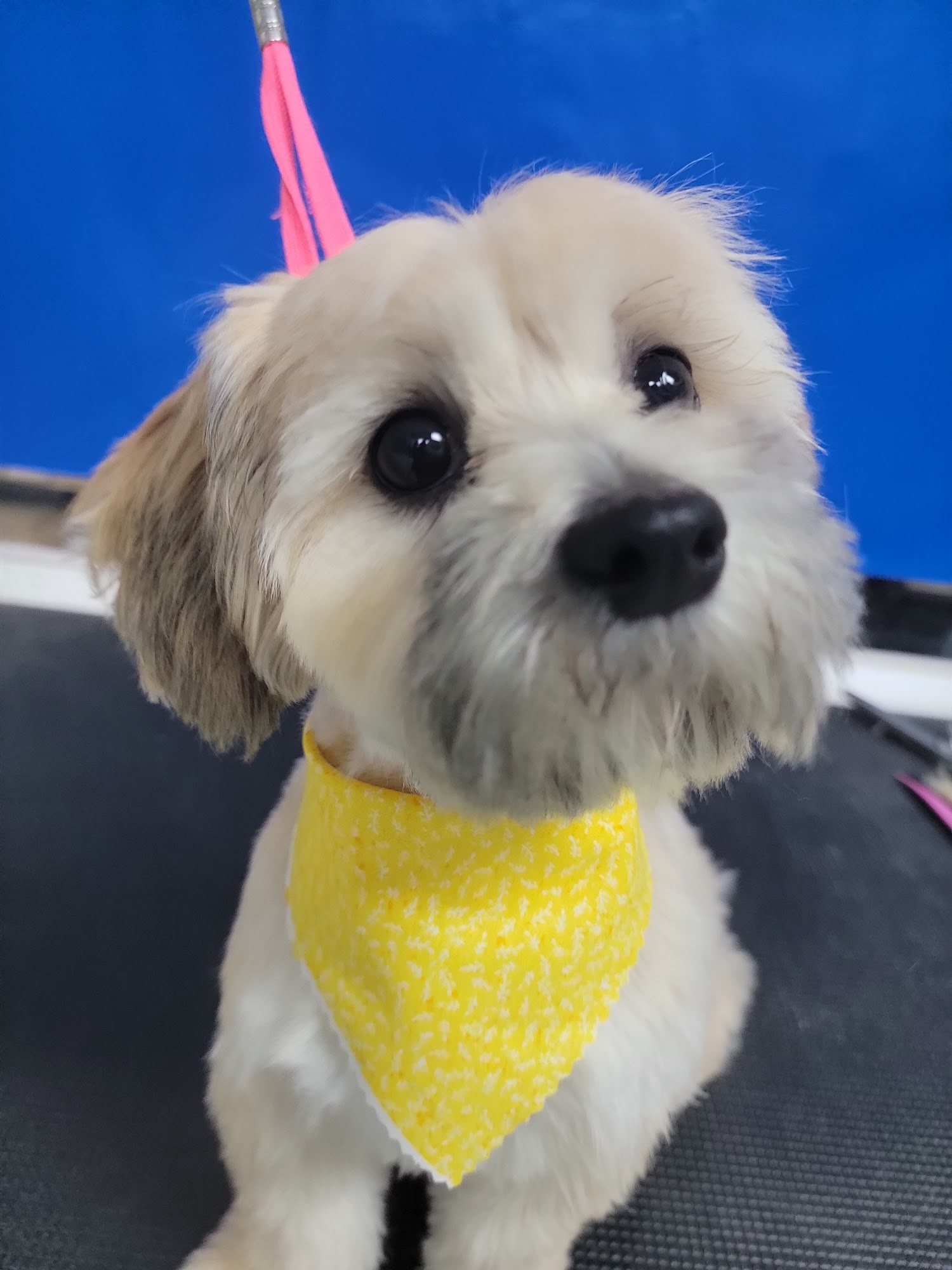 Pet Spa & Retreat Katy