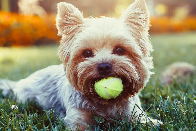 petbox grooming services. Katy