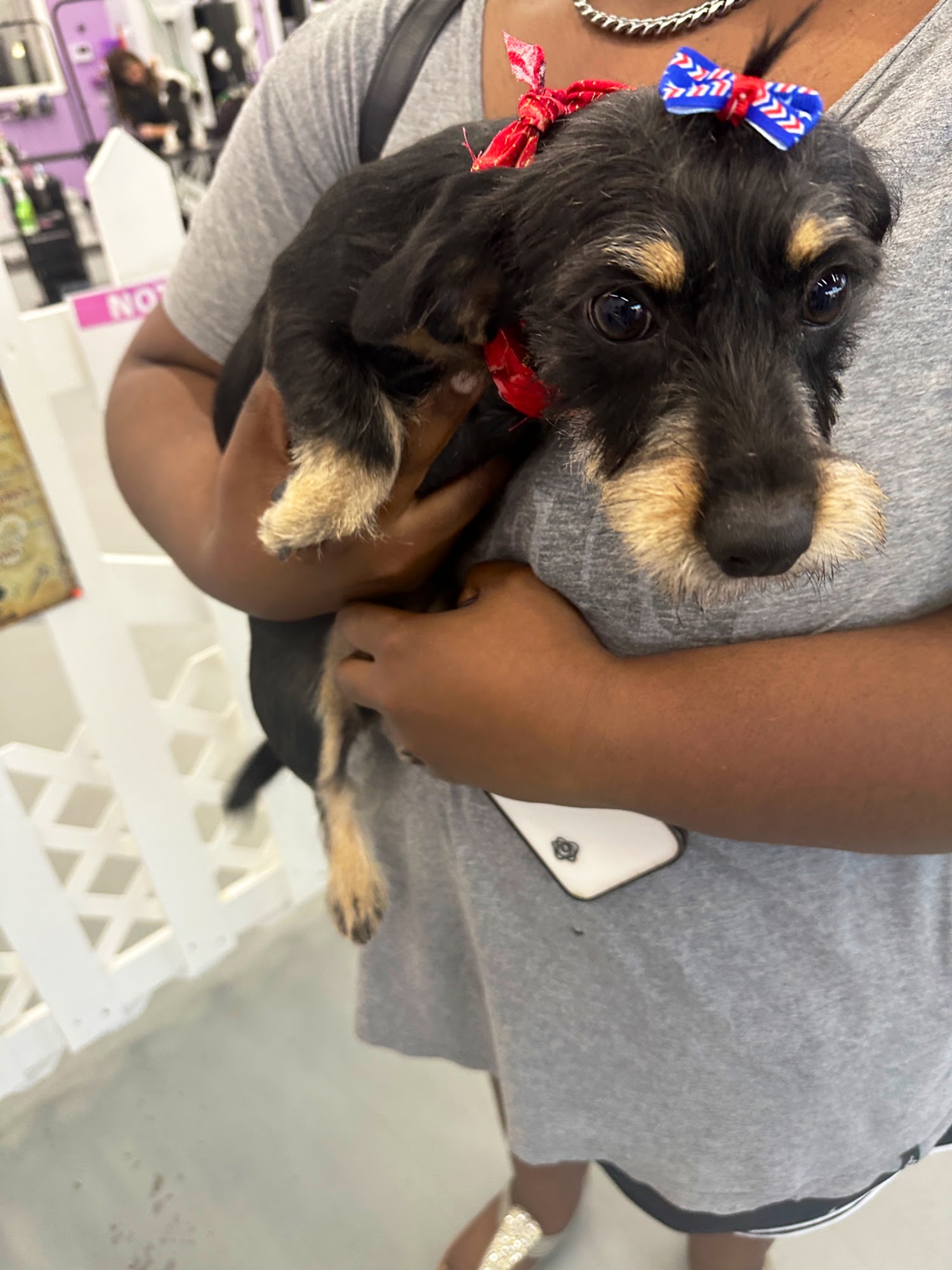 Dee's Pawfection Katy