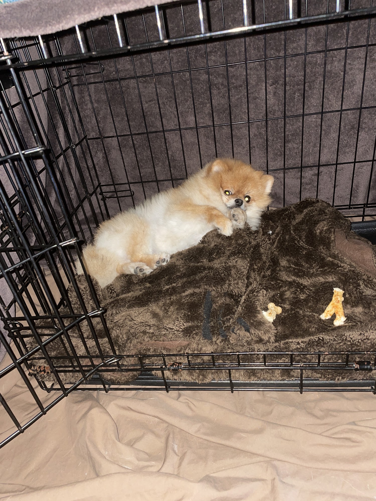 A Pet Lover's Sitting and Grooming Service Katy