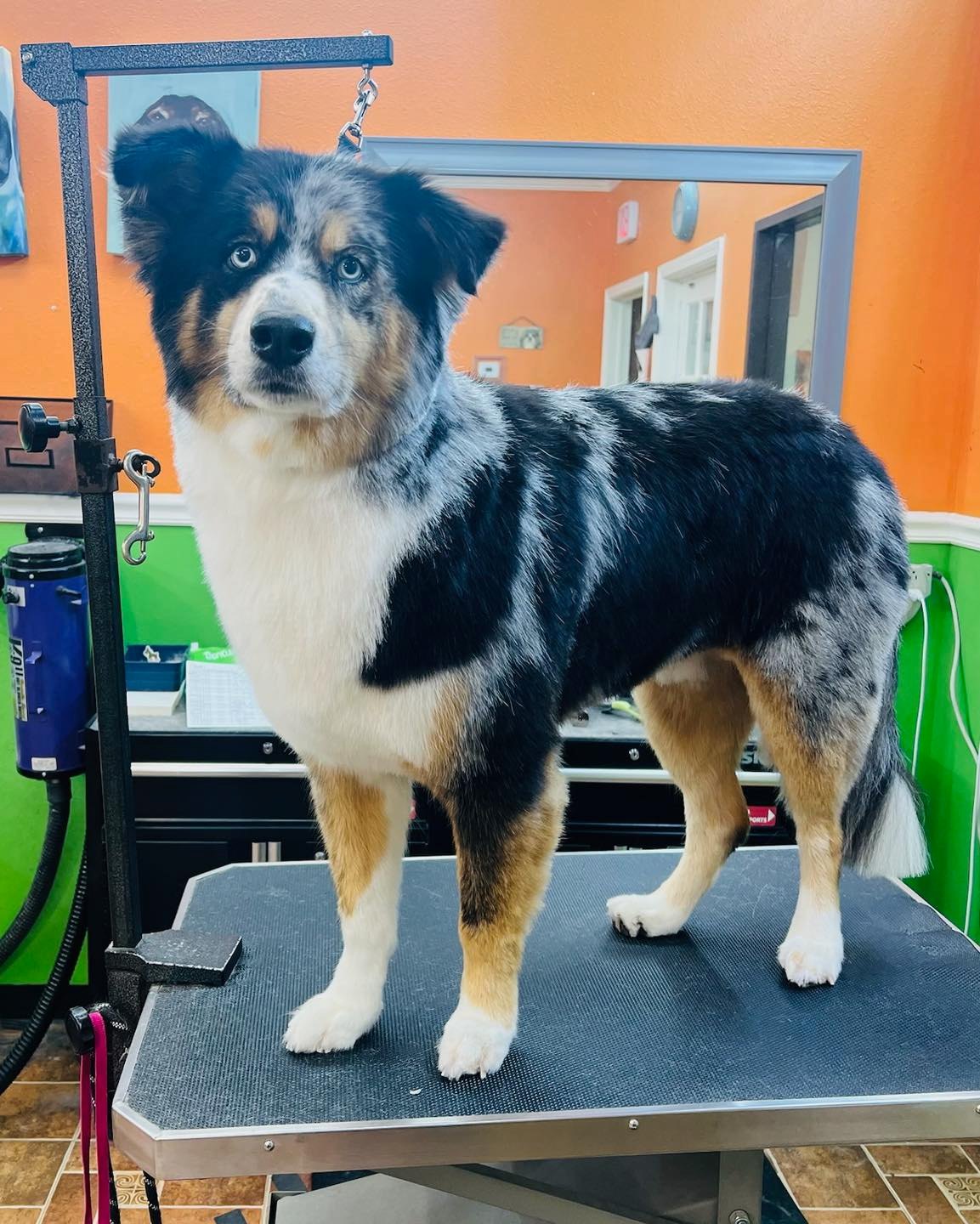 Top Dog GROOMING Katy