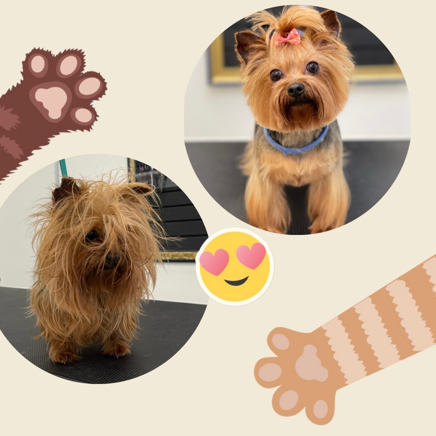 Houston's Fuzzy Tails Grooming Salon Katy