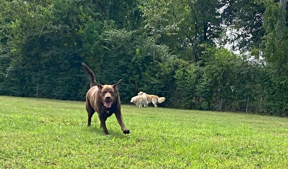 Circle Lake Ranch Pet Resort Katy