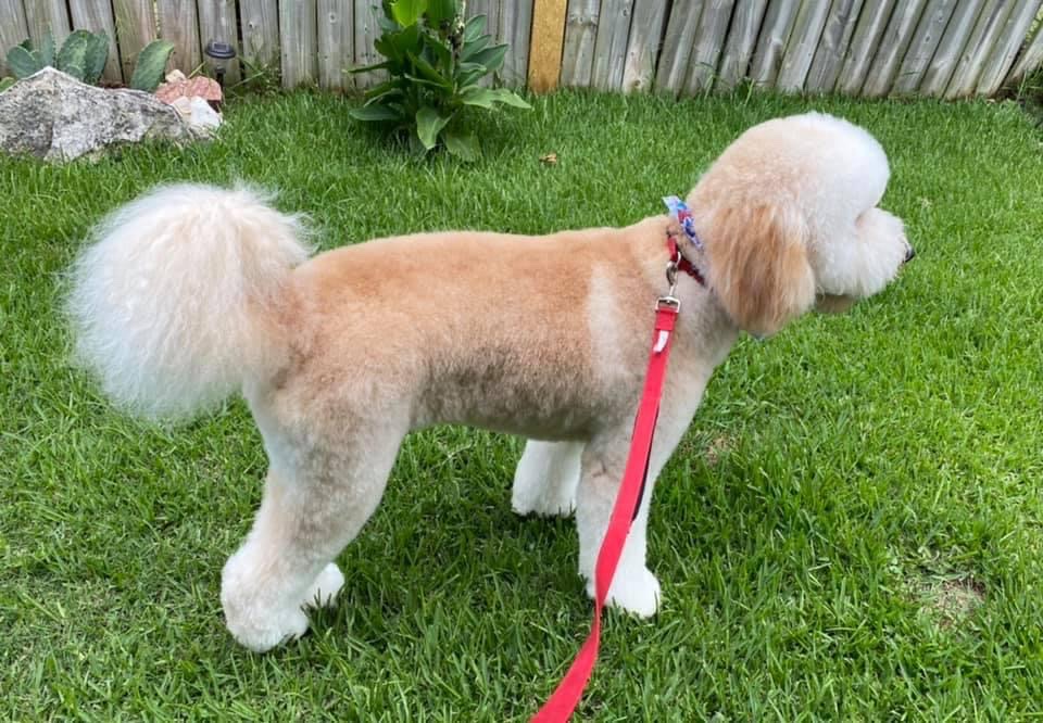 Canine Country Club Katy