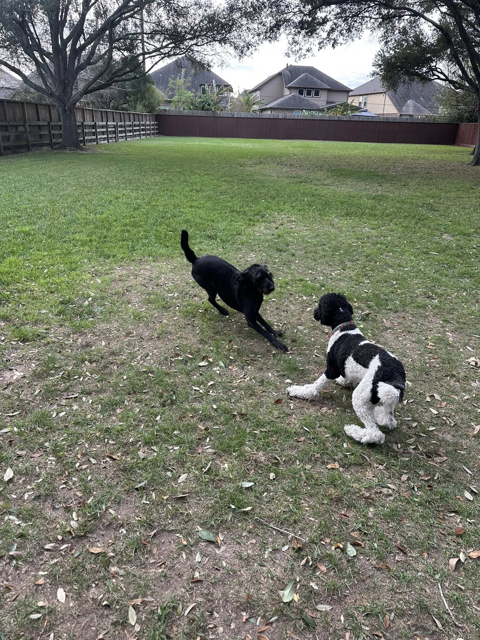Privileged Paws Inn Katy