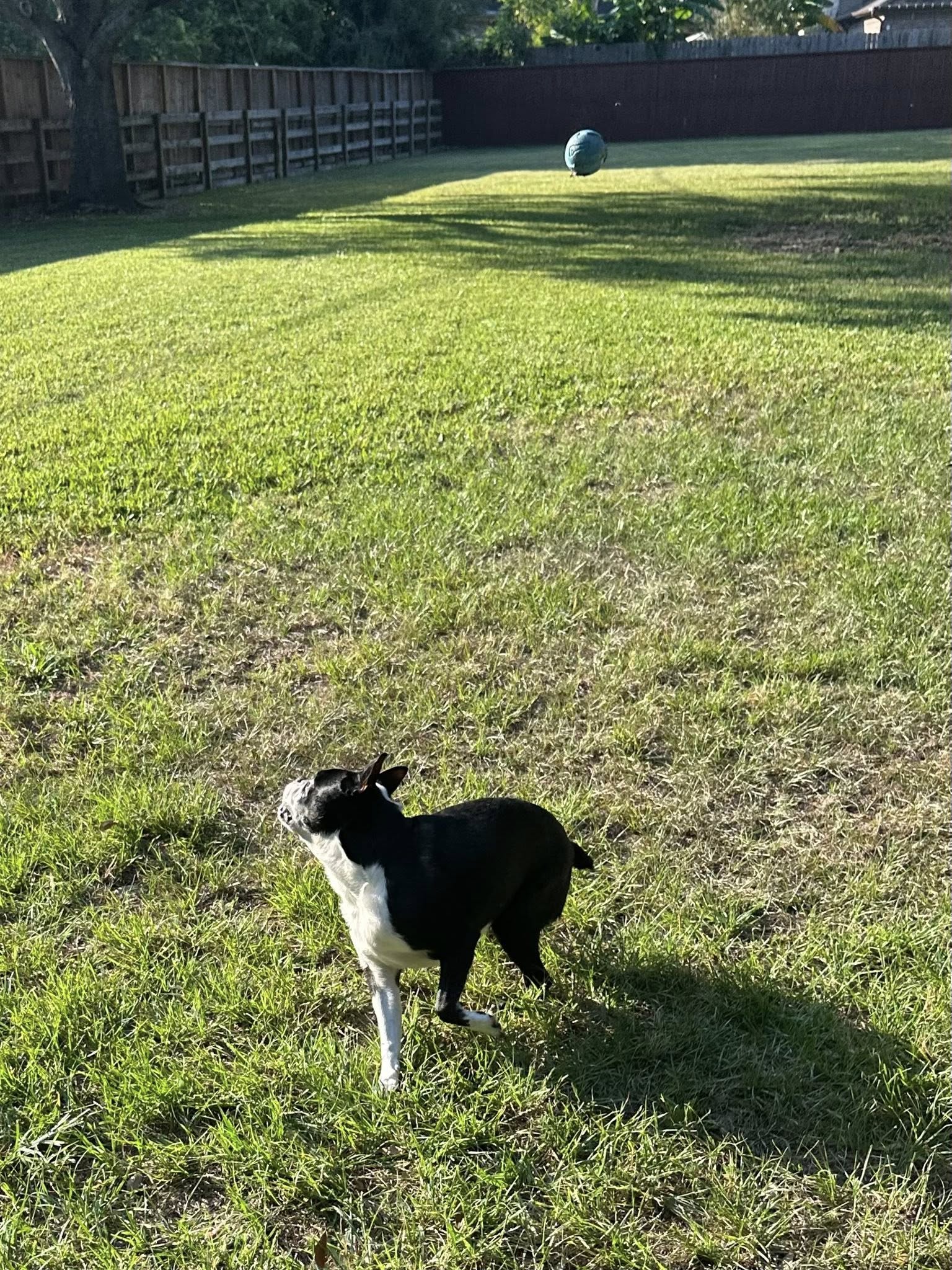 Privileged Paws Inn Katy