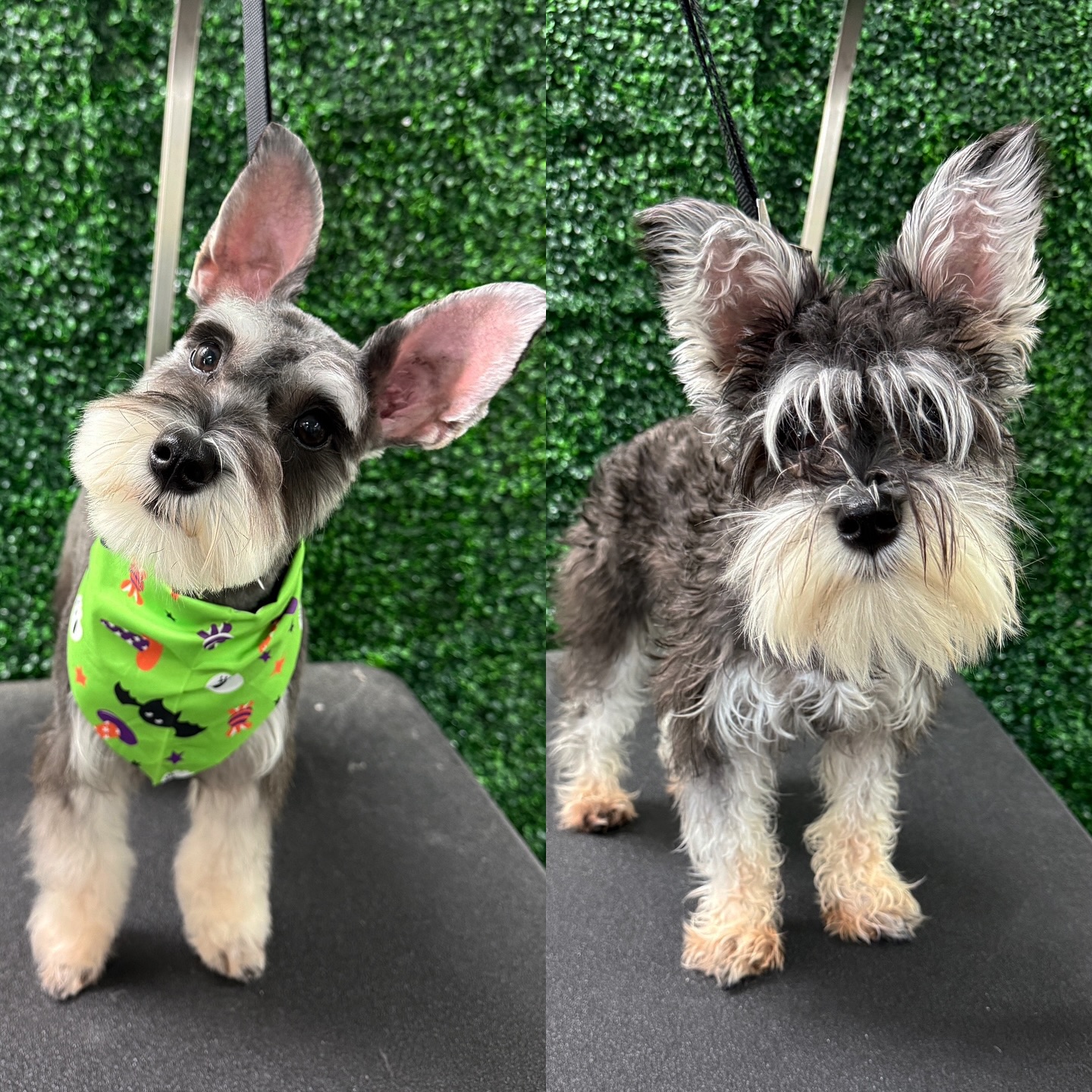 Wag One Pet Styling Katy