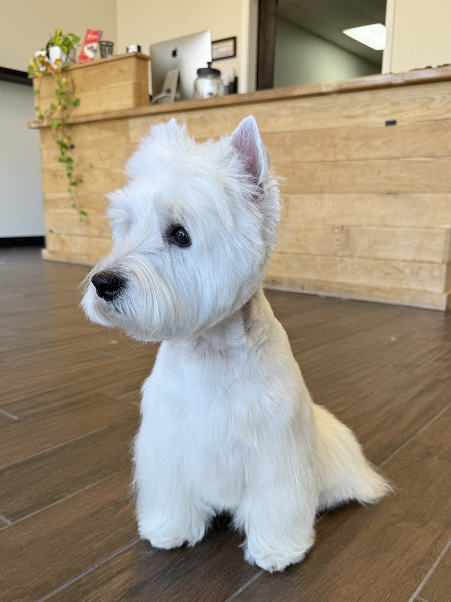 Wag One Pet Styling Katy