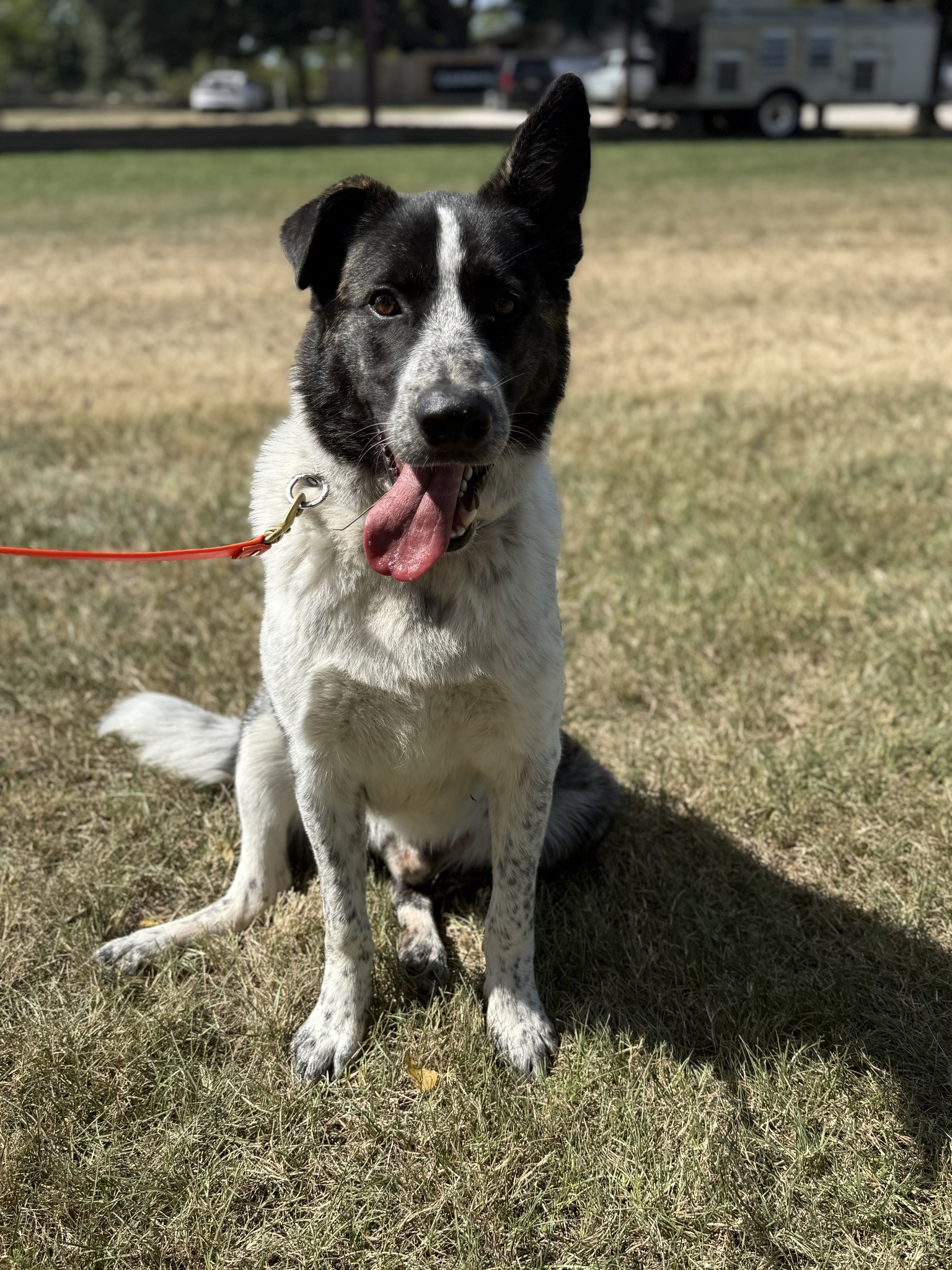 Hendricks Kennels Katy