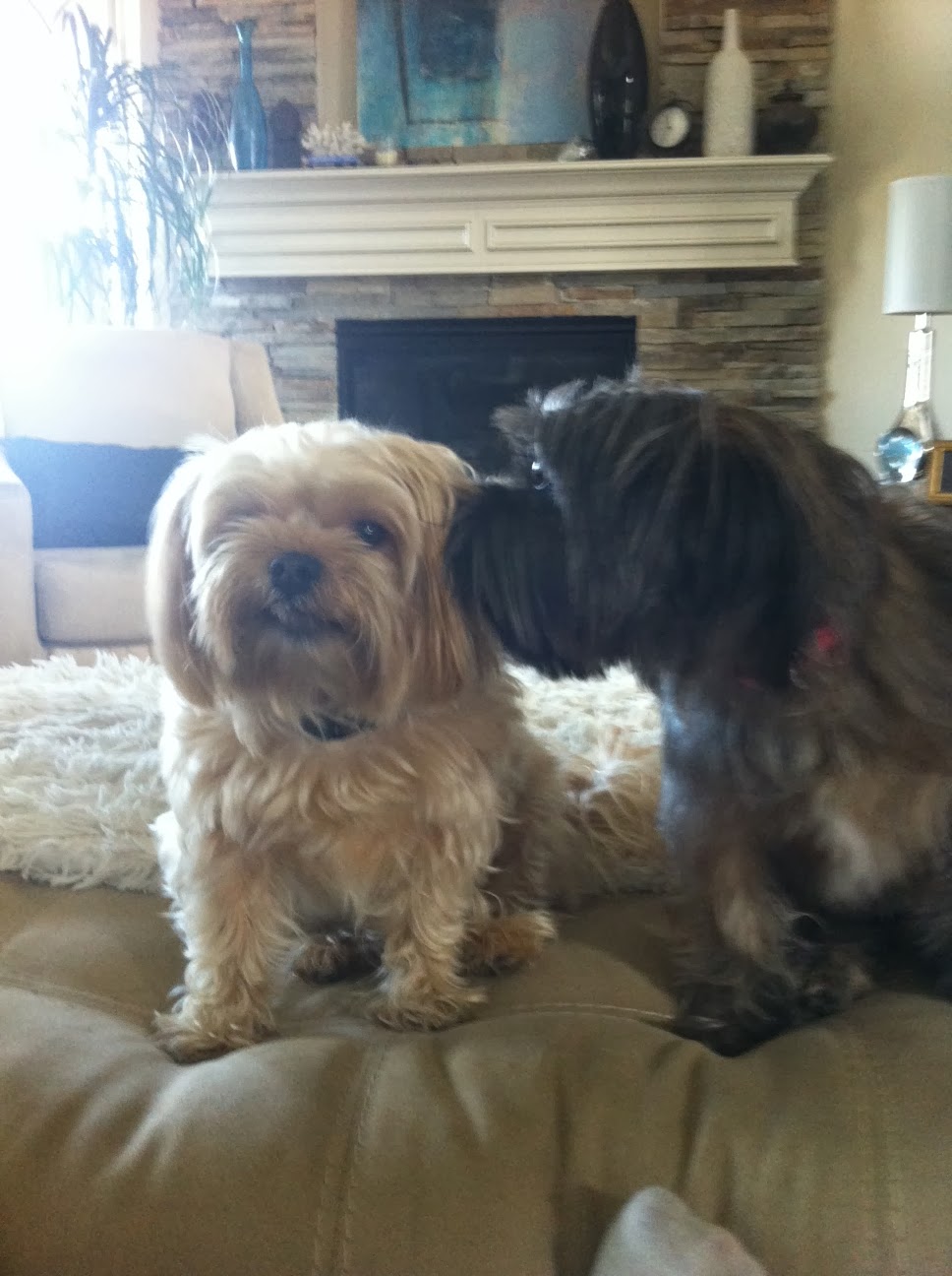 Barking Life Pet Concierge Katy