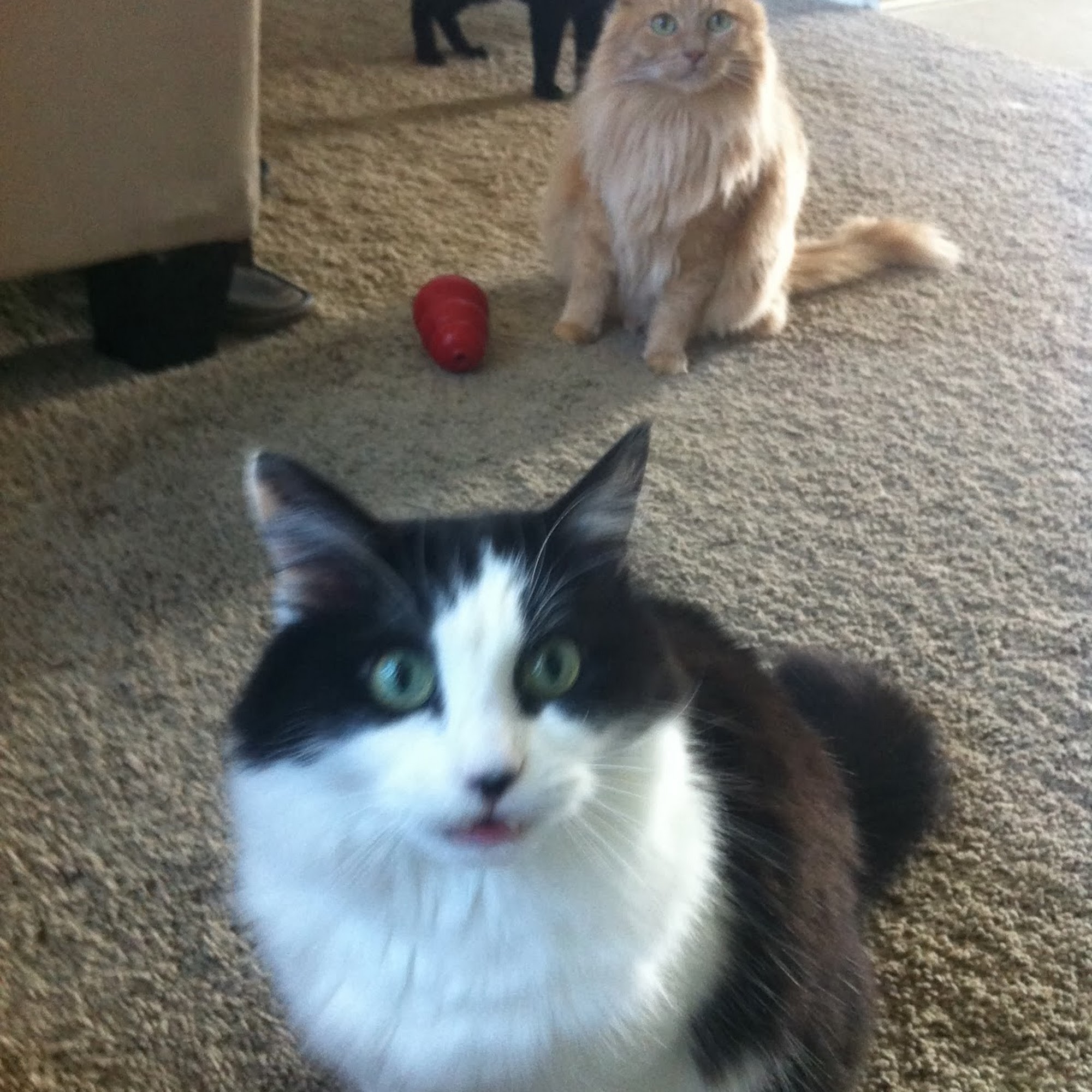 Barking Life Pet Concierge Katy