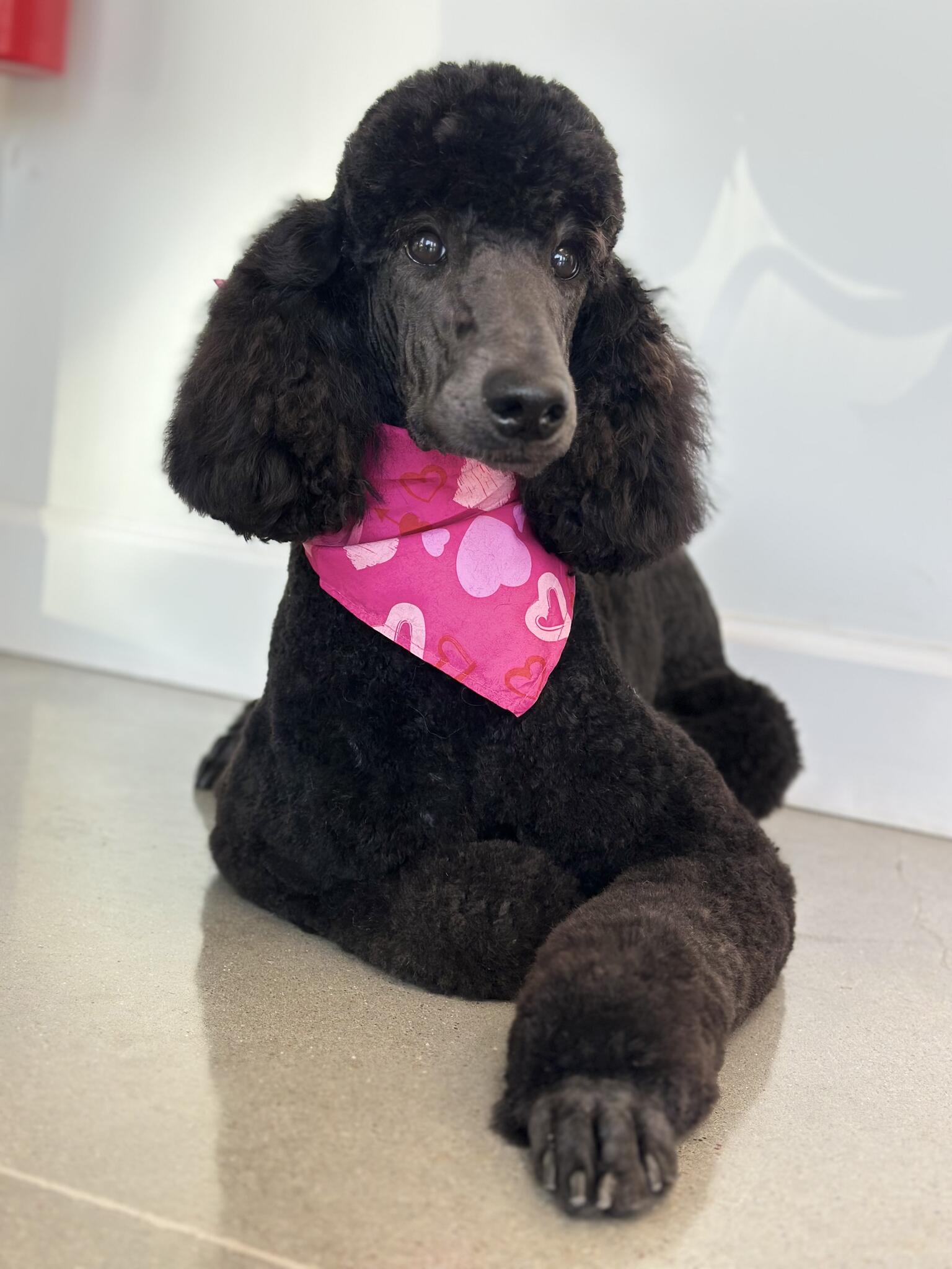 petbar Boutique Katy Katy