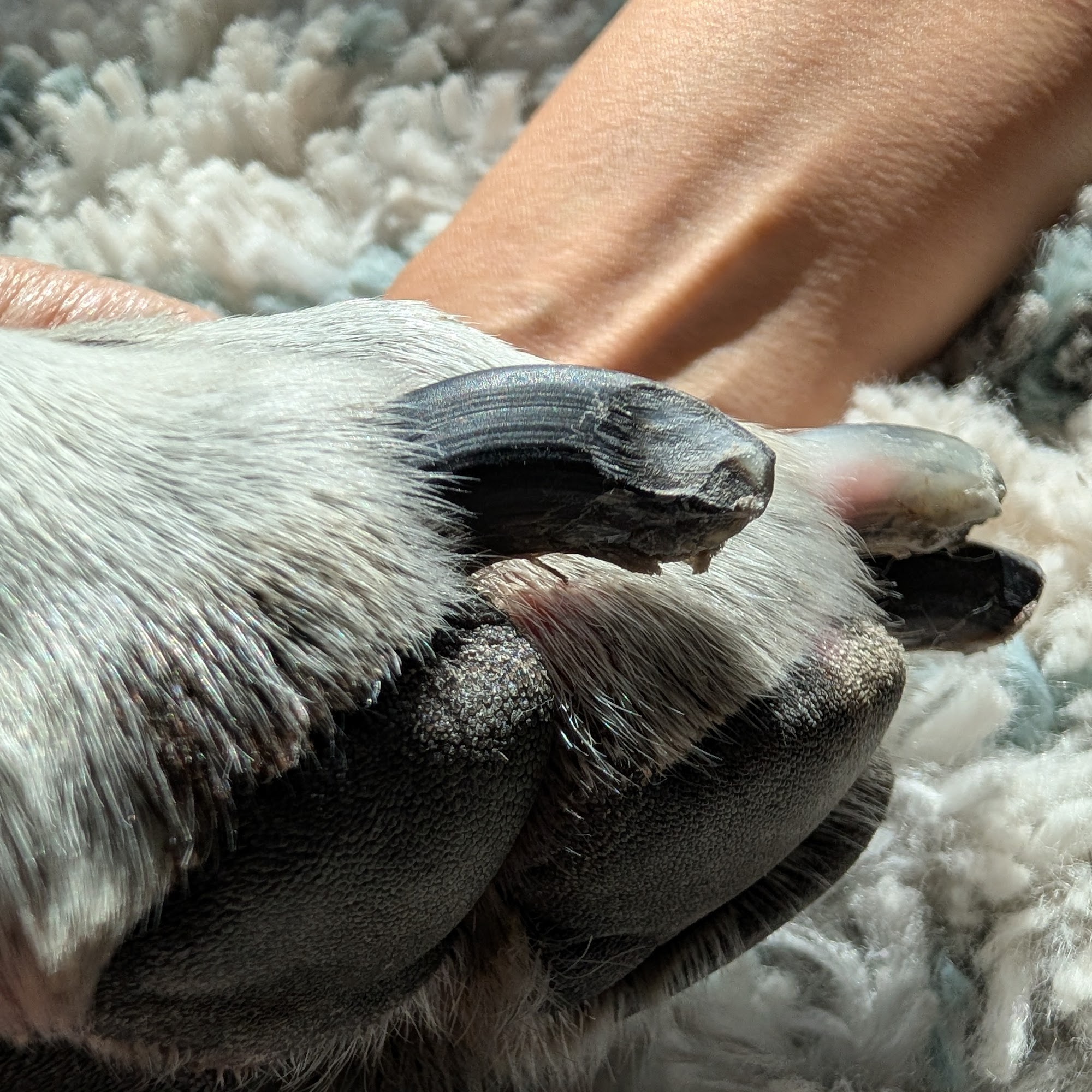 Woof Gang Bakery & Grooming Fulshear Katy