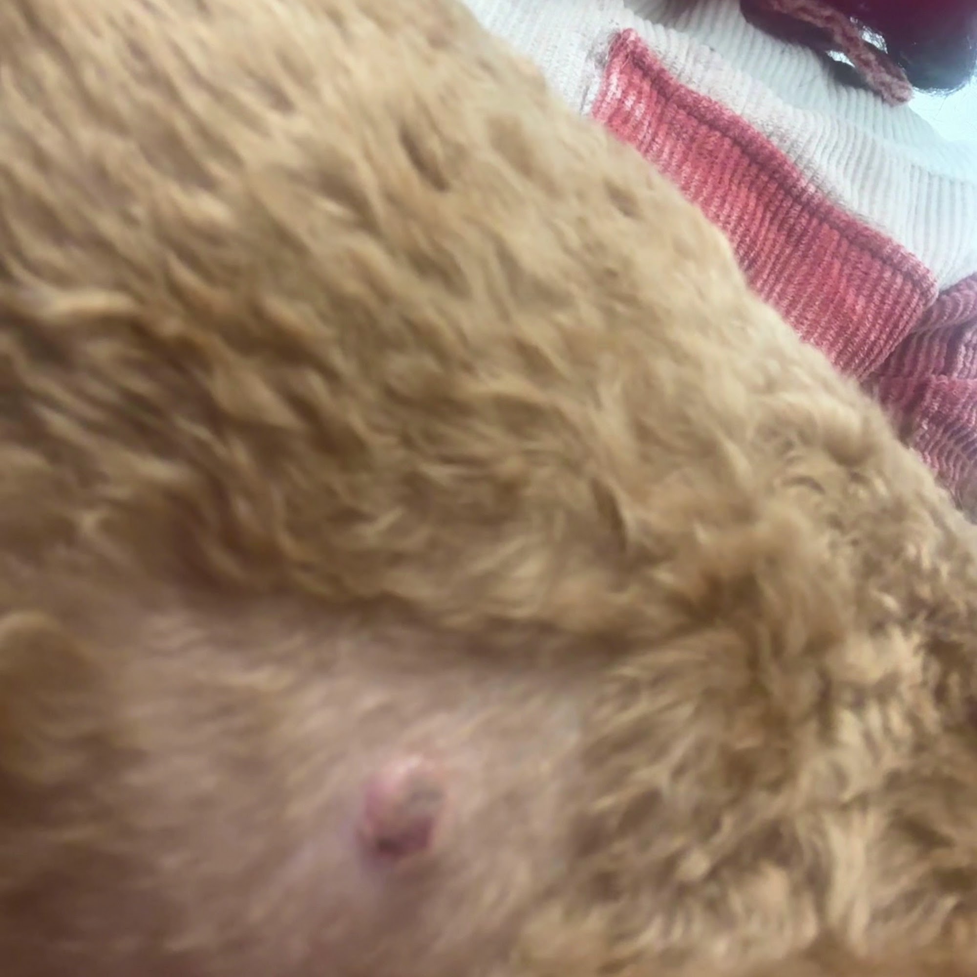 Elyson Animal Hospital Katy