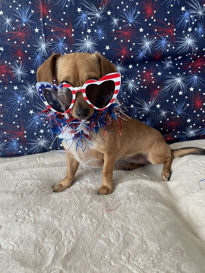 Joyful Tails Dog Training, Katy TX Katy