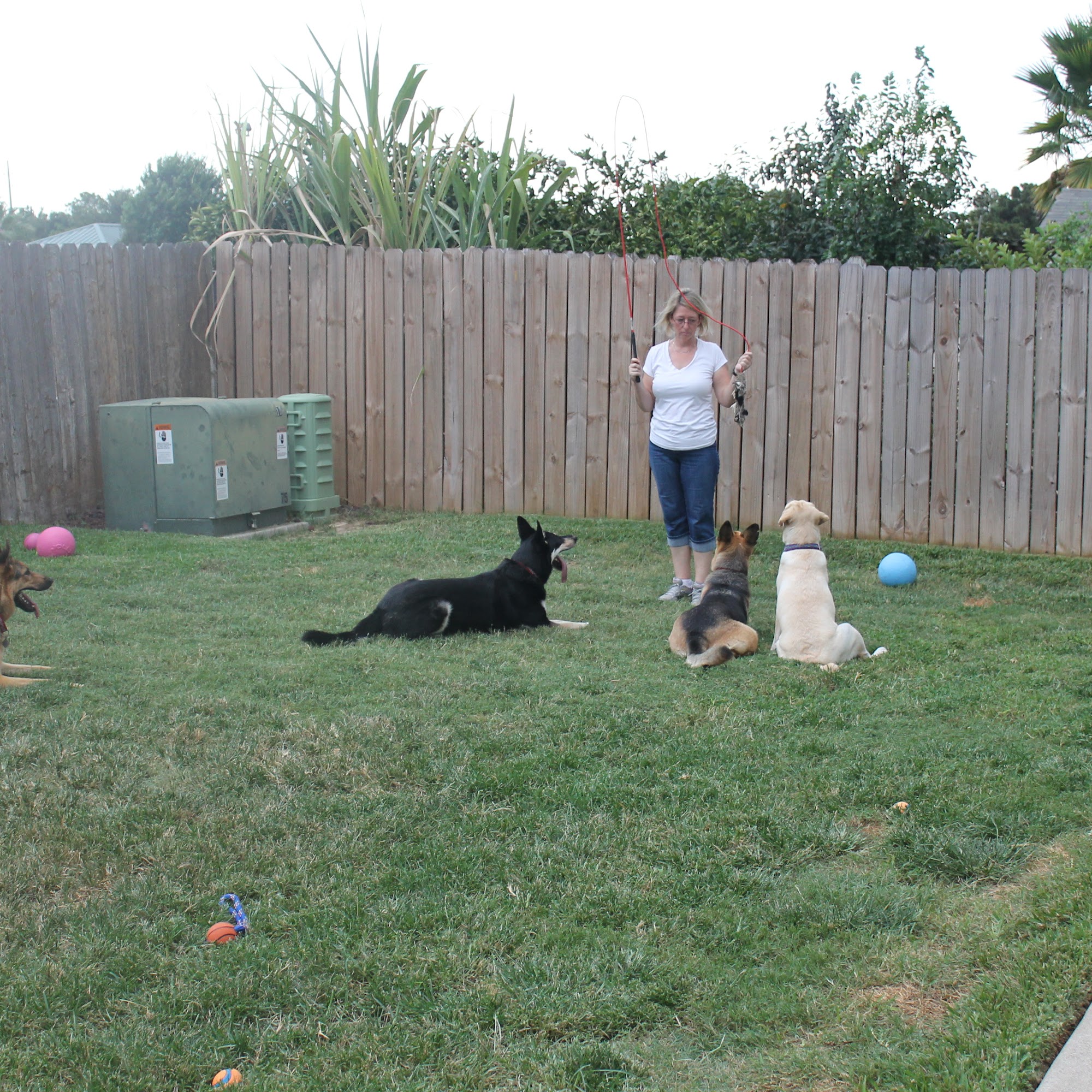 Joyful Tails Dog Training, Katy TX Katy