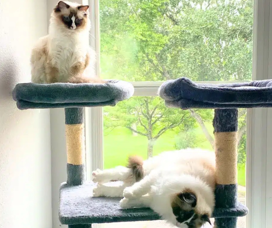 Circle B Bed 'n Biscuits Katy