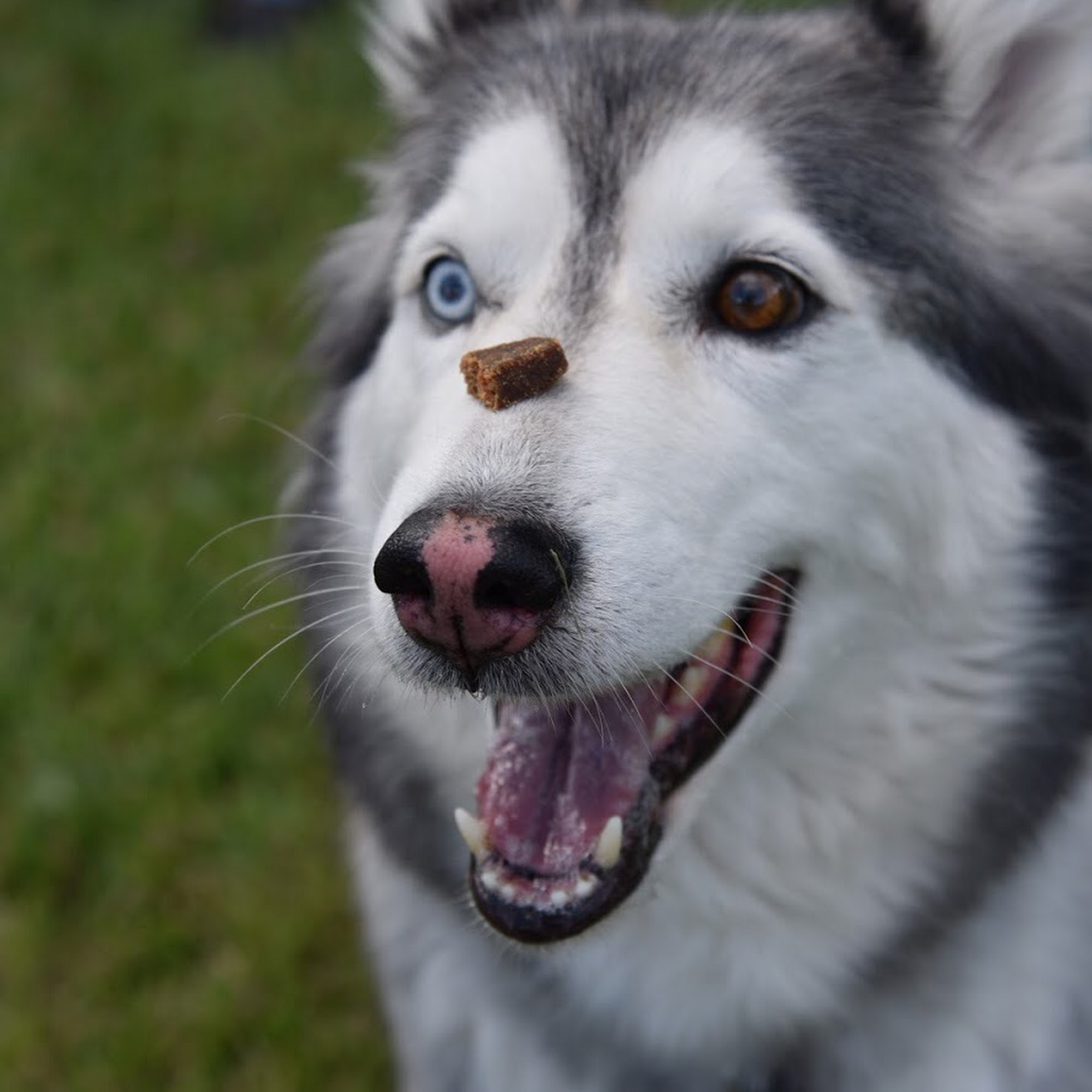 Canine Initiative Training Katy