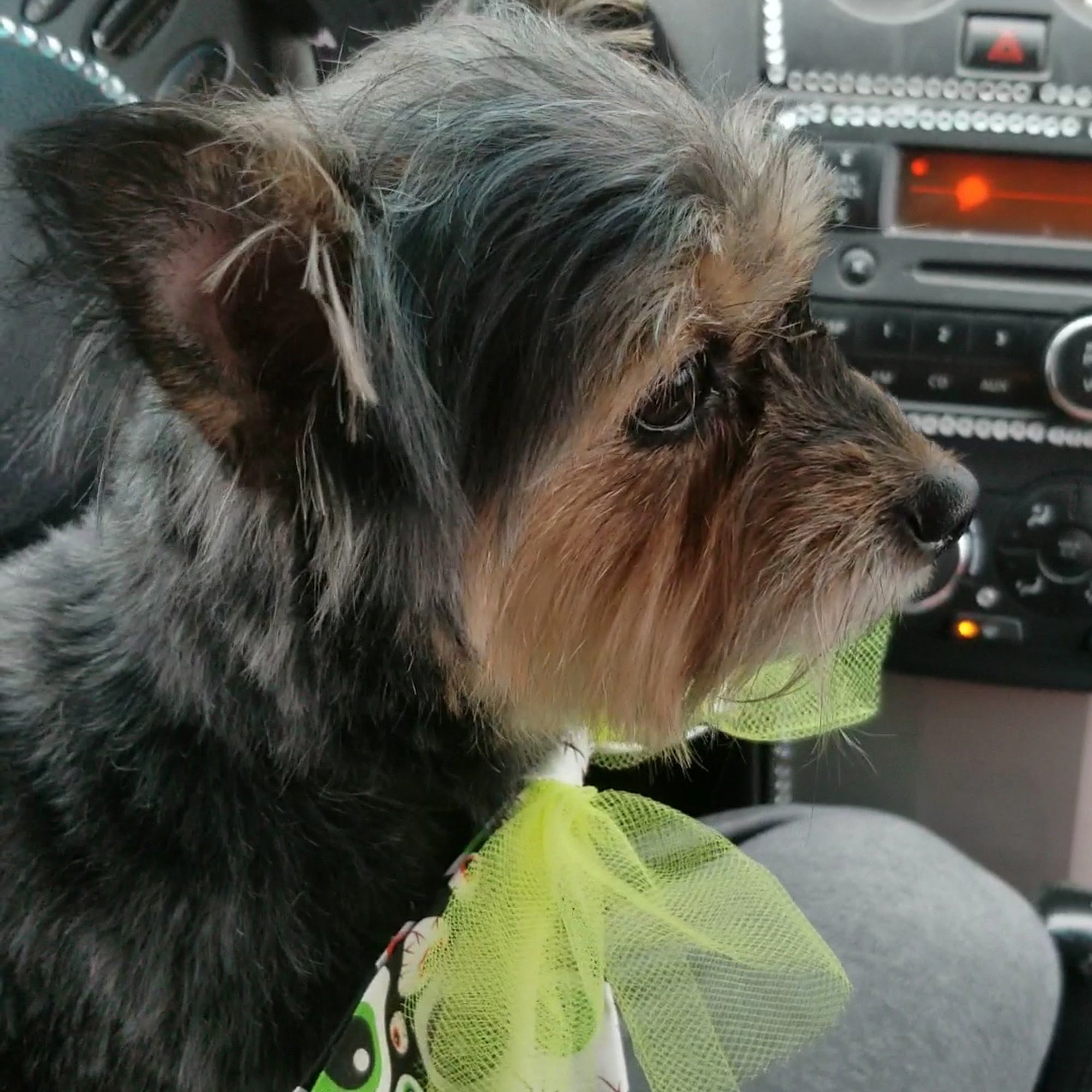 Kings Creek Animal Hospital, PLLC Kaufman