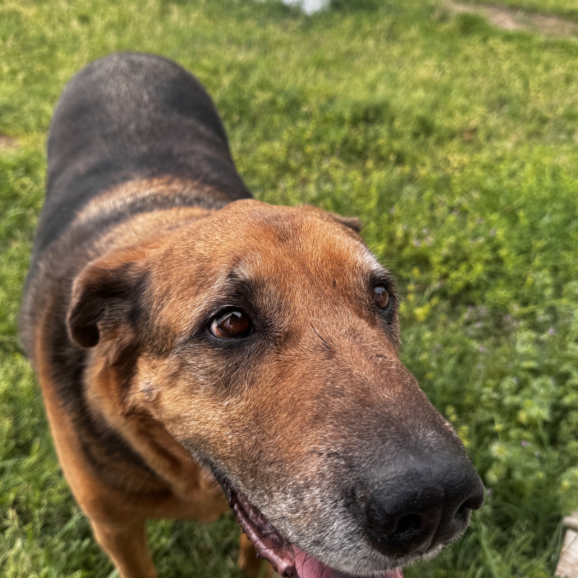 Country Paws Boarding Hotel Kaufman