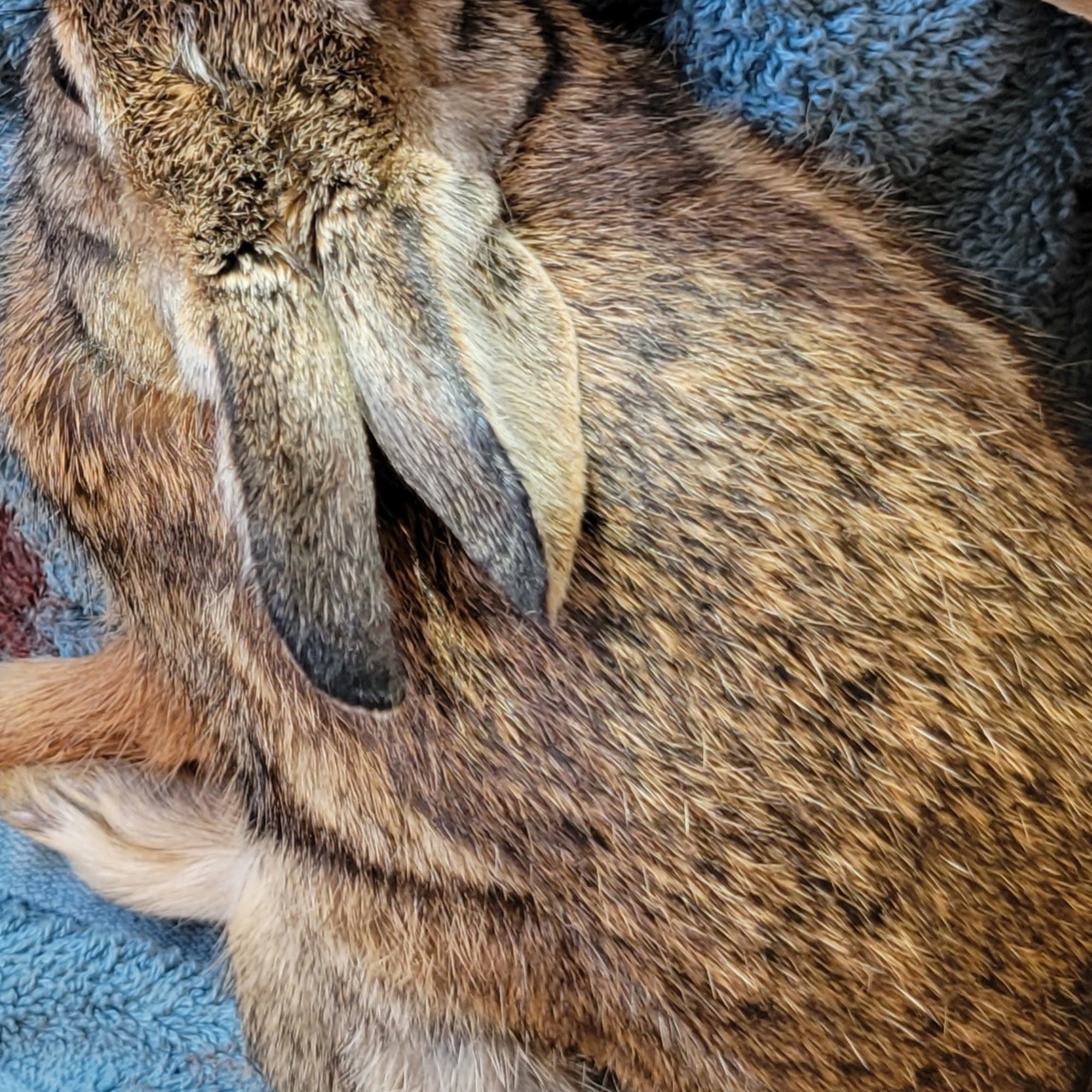 Keller All Creatures Animal Clinic Keller