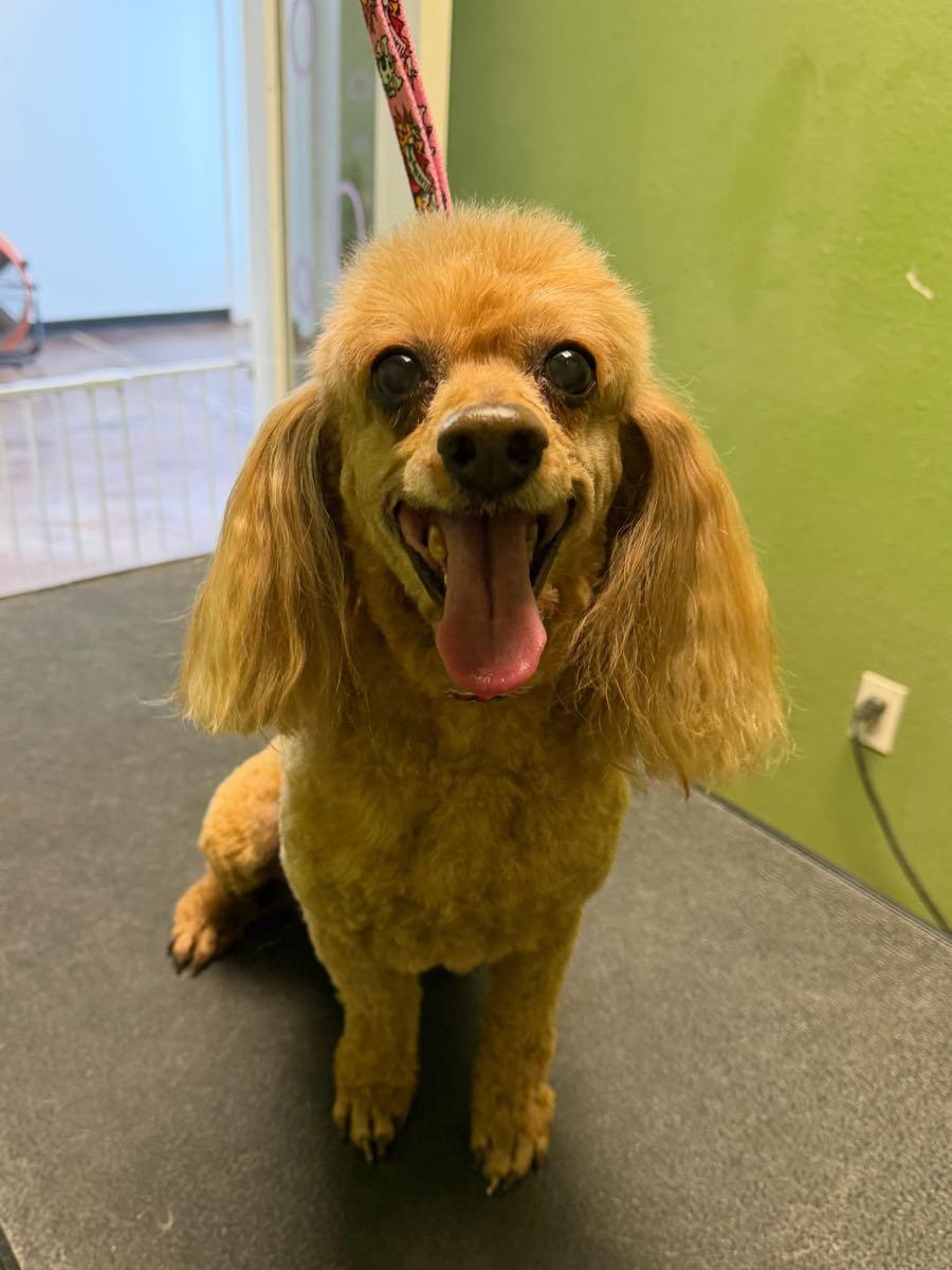 Bubbly Paws Keller