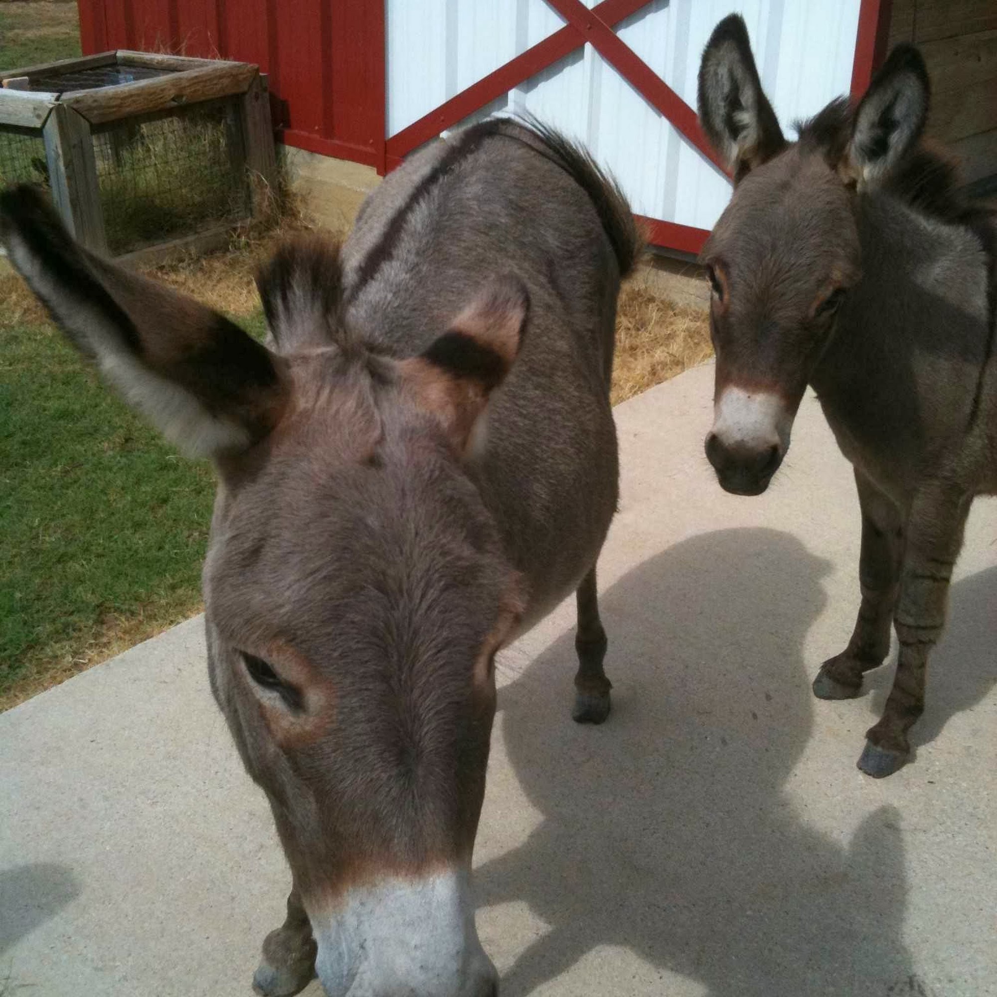 Diamond W Equine Keller