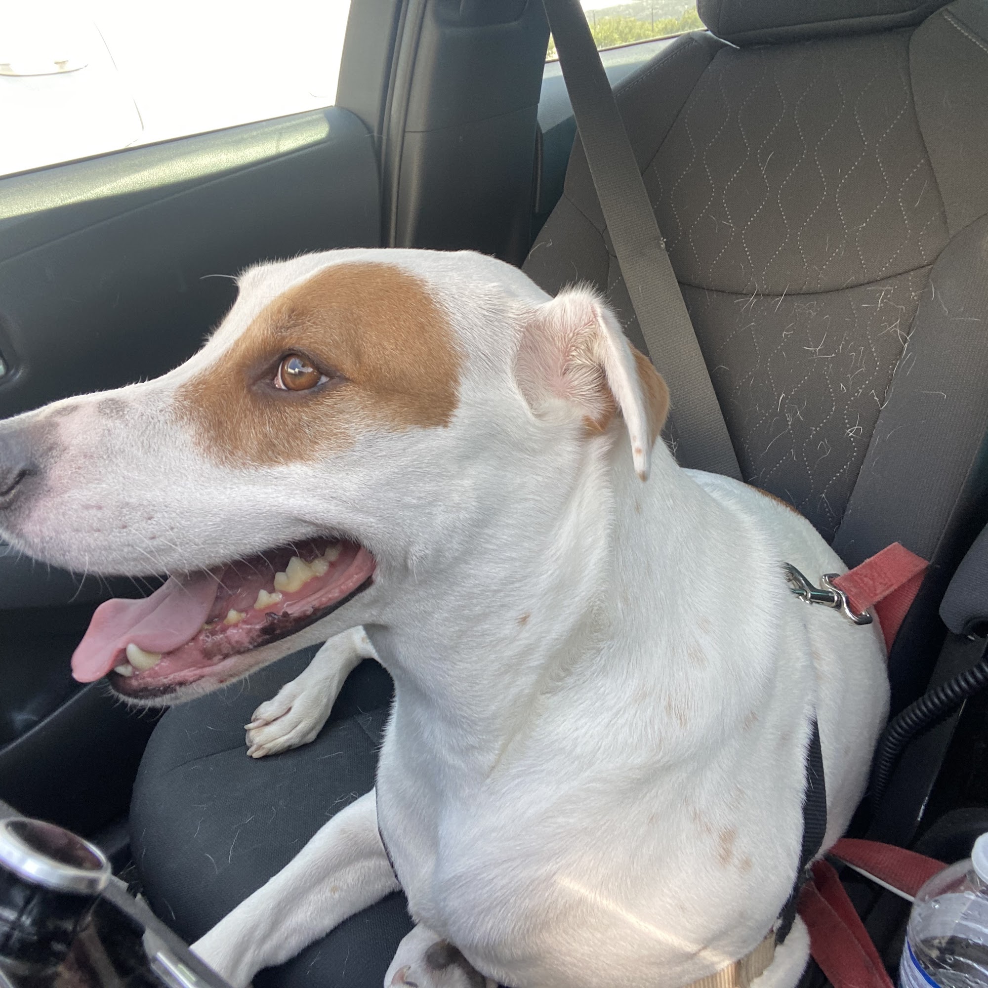 Town & Country Animal Hospital Kerrville