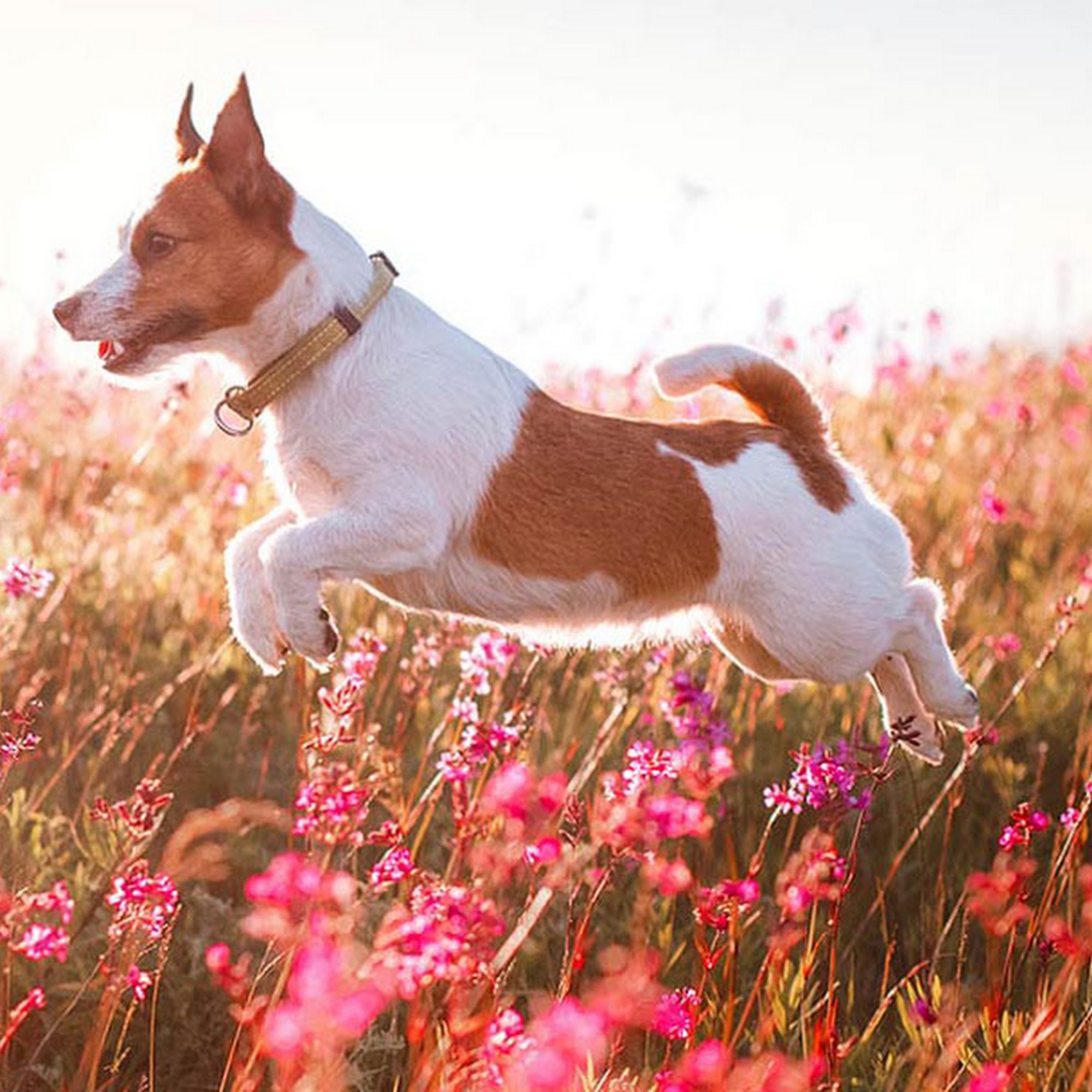 Kilgore Small Animal Veterinary Hospital Kilgore