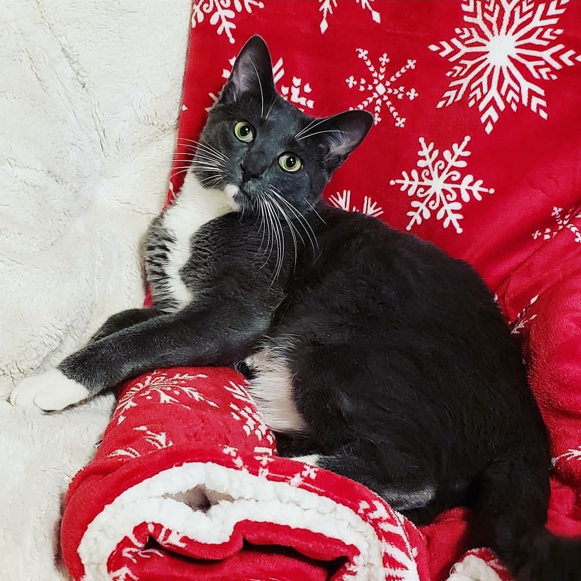 North Creek Animal Hospital Kilgore