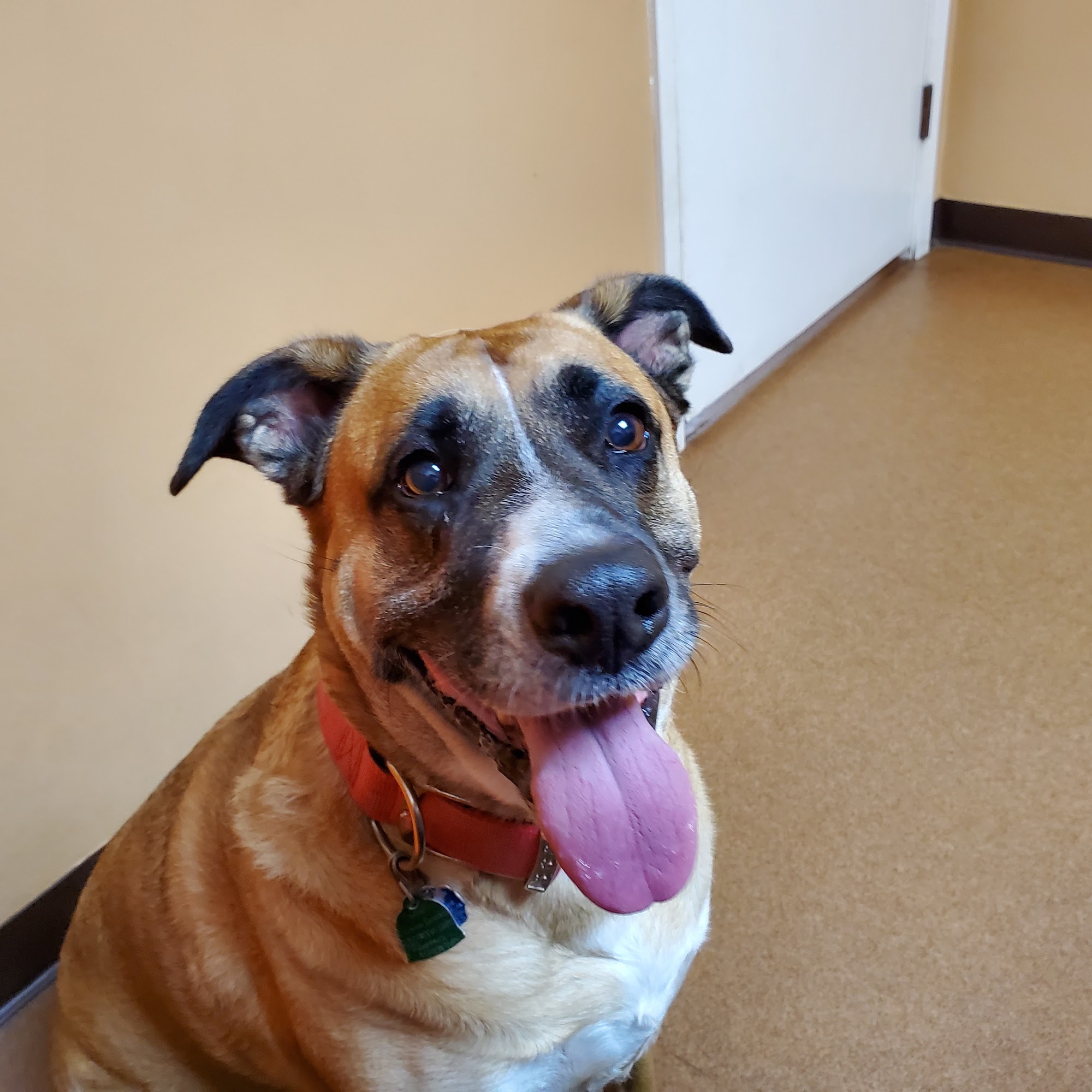 Kilgore Veterinary Associates Kilgore