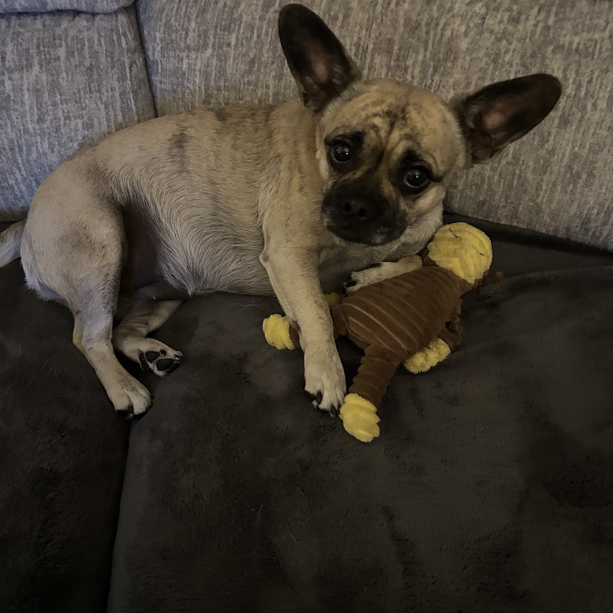 Jones Keri H DVM Killeen