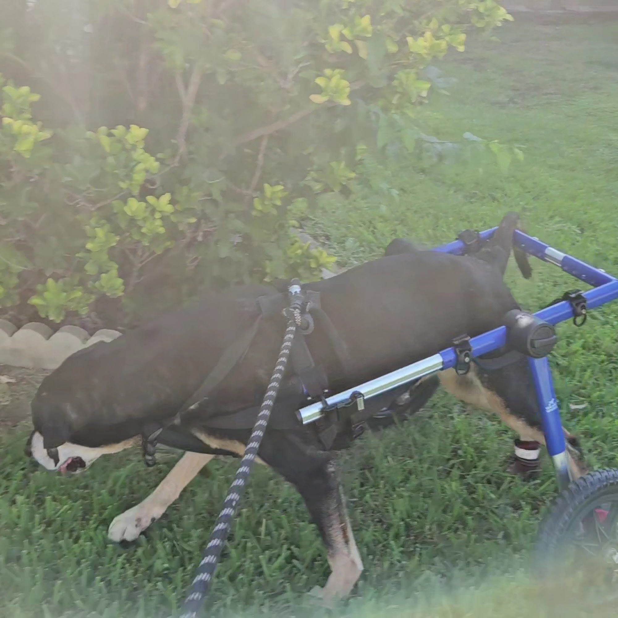 El Centro Pet Medical Center Killeen