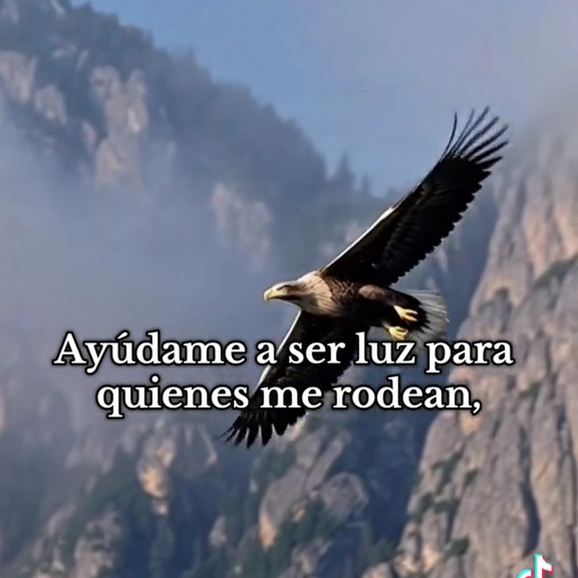 Stagecoach Pet Hospital Killeen