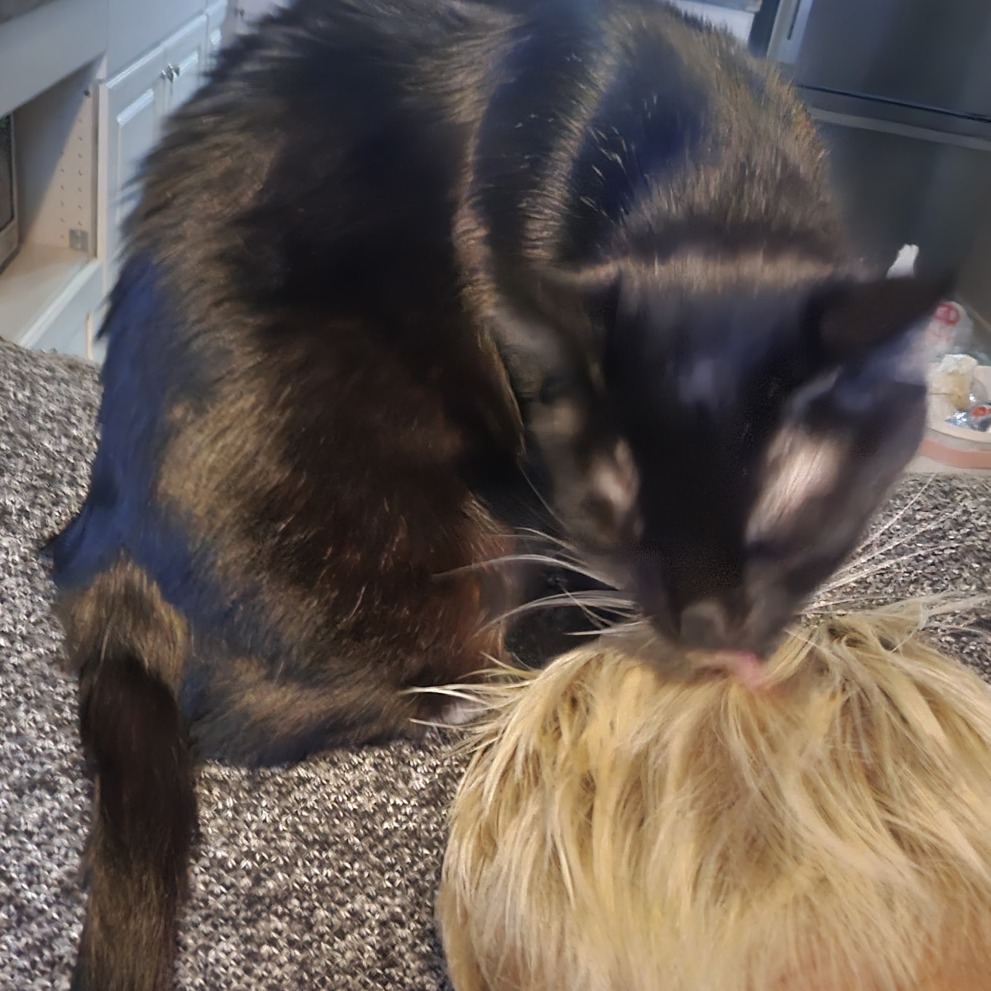 Gene W. Ray, DVM Killeen