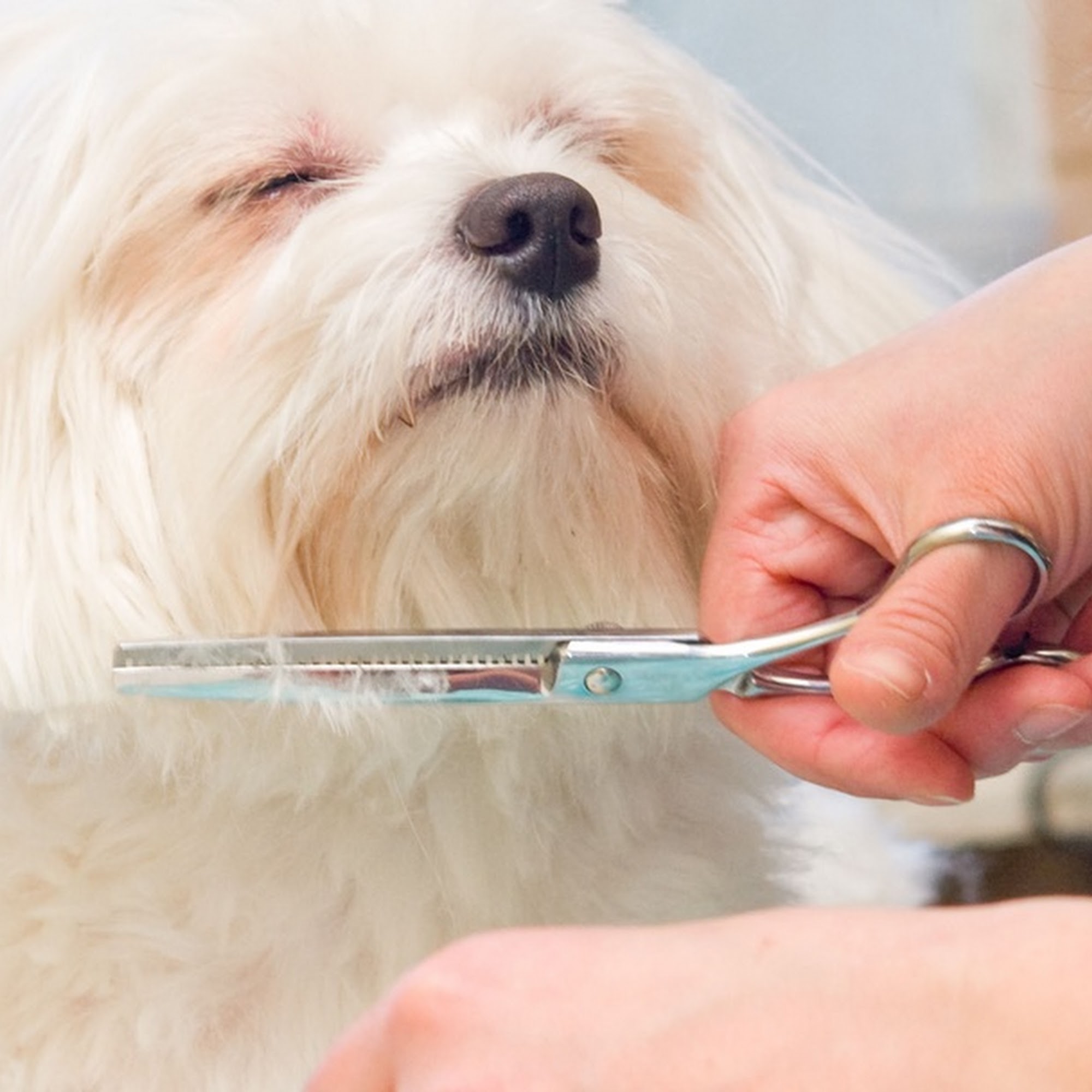 Killeen Animal Care Killeen