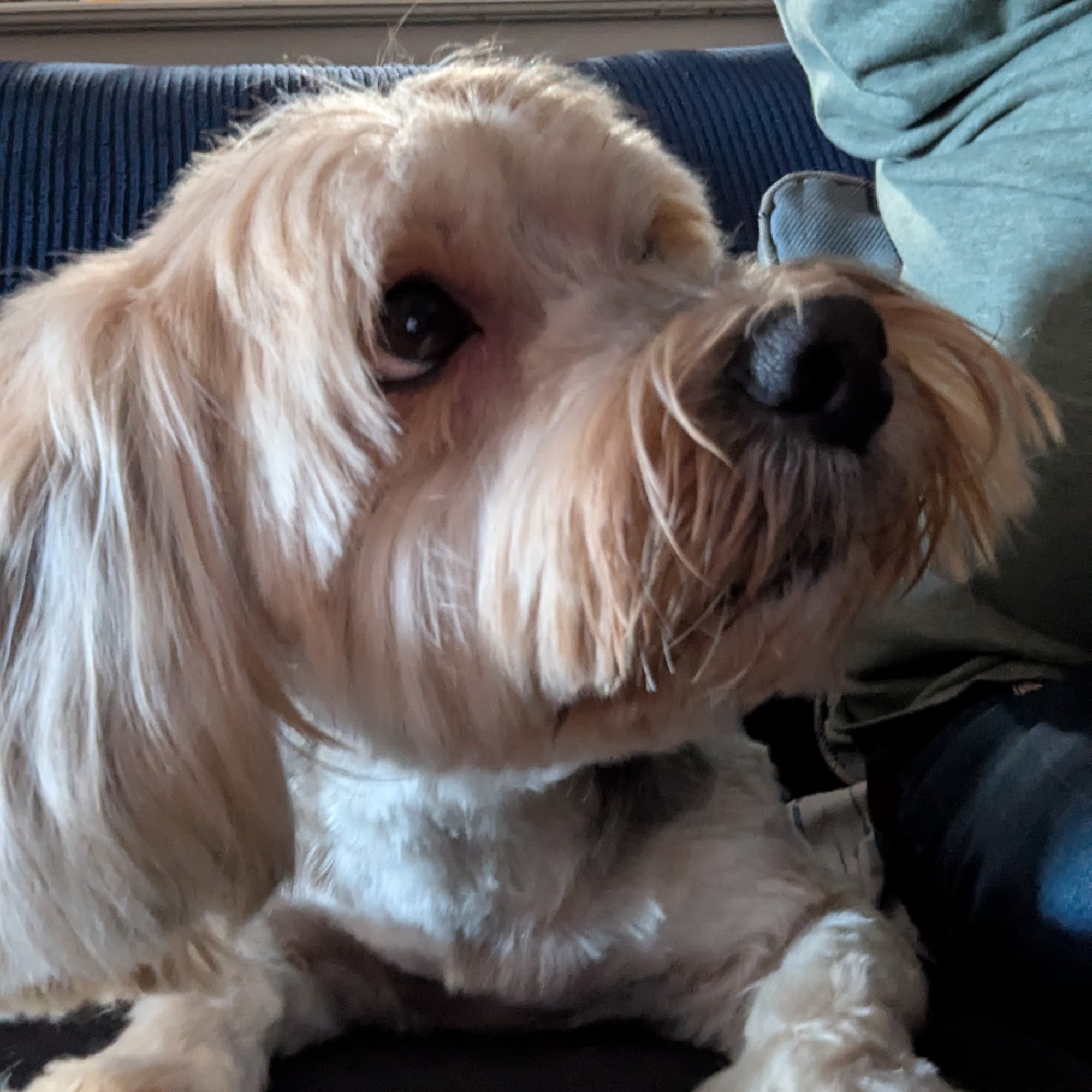 Abba Bubbles Killeen