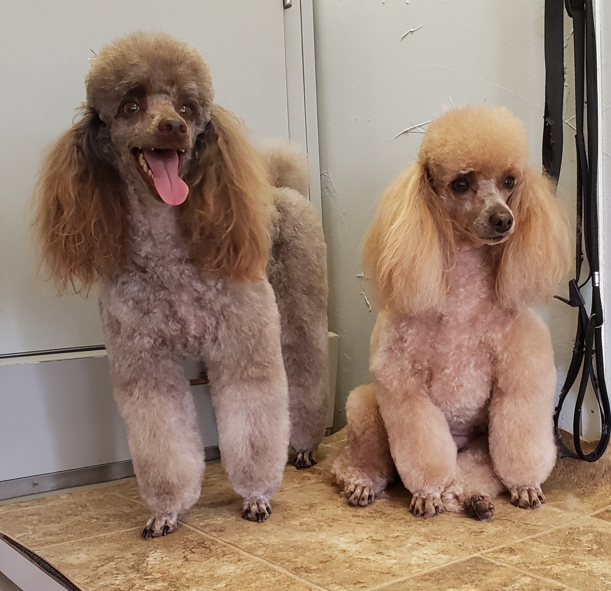 Fur Kids Lodge & Spa Kingsland