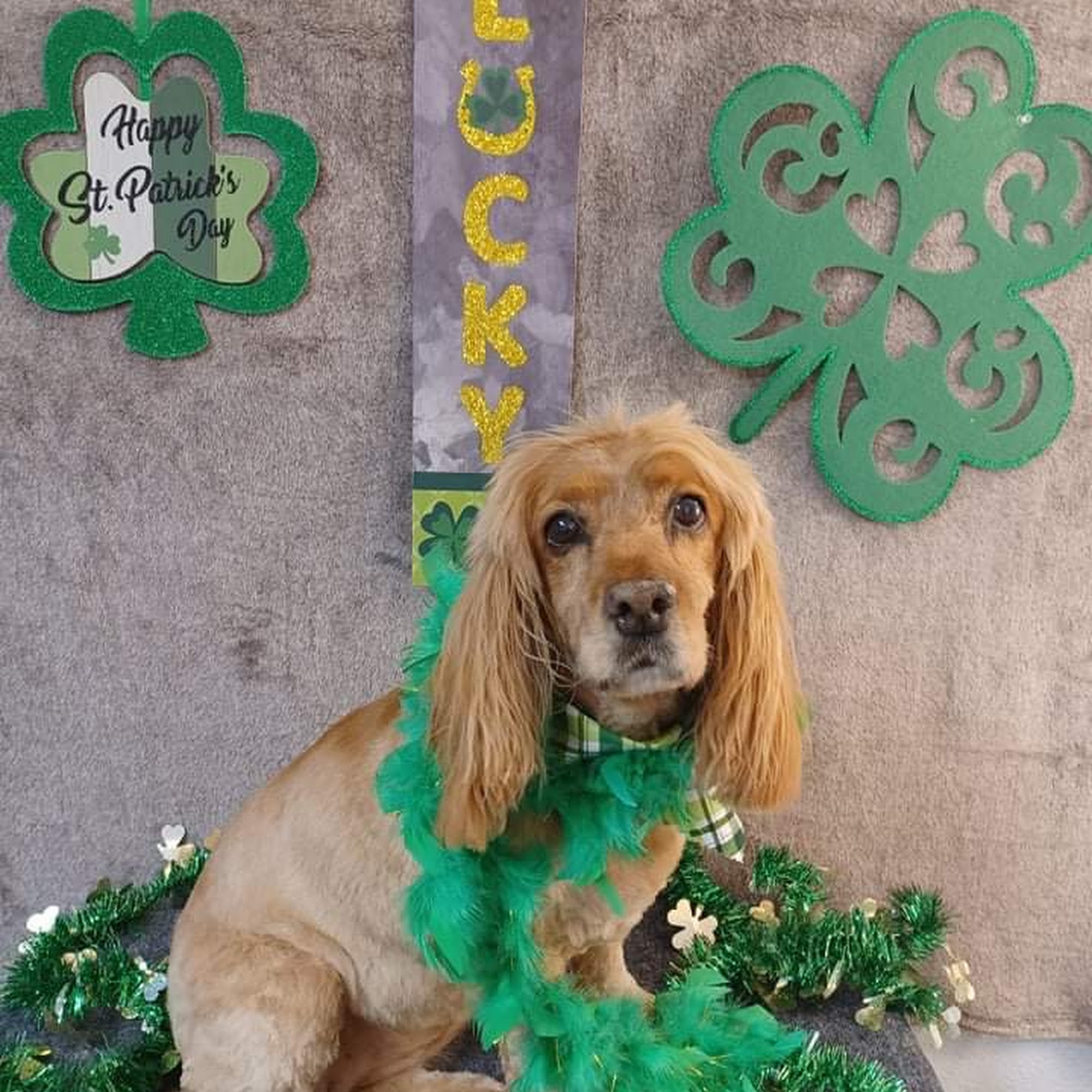 Lu's Doggy Day Spa & Grooming Kingsland