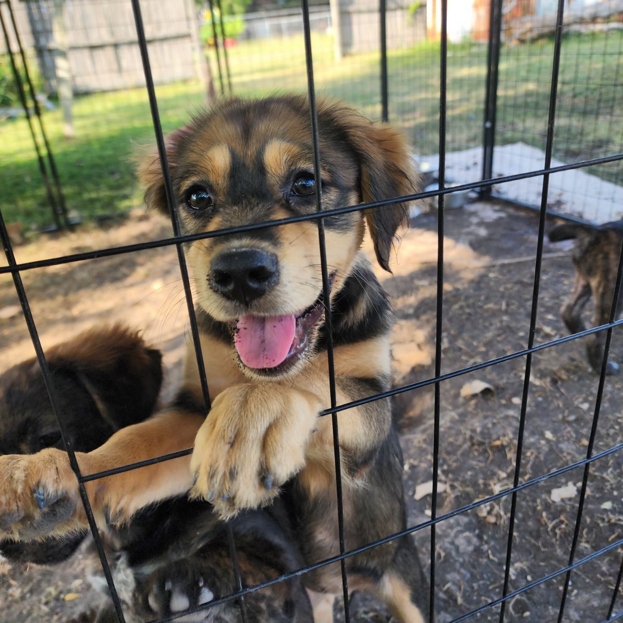 Hubert Veterinary Hospital Kingsville