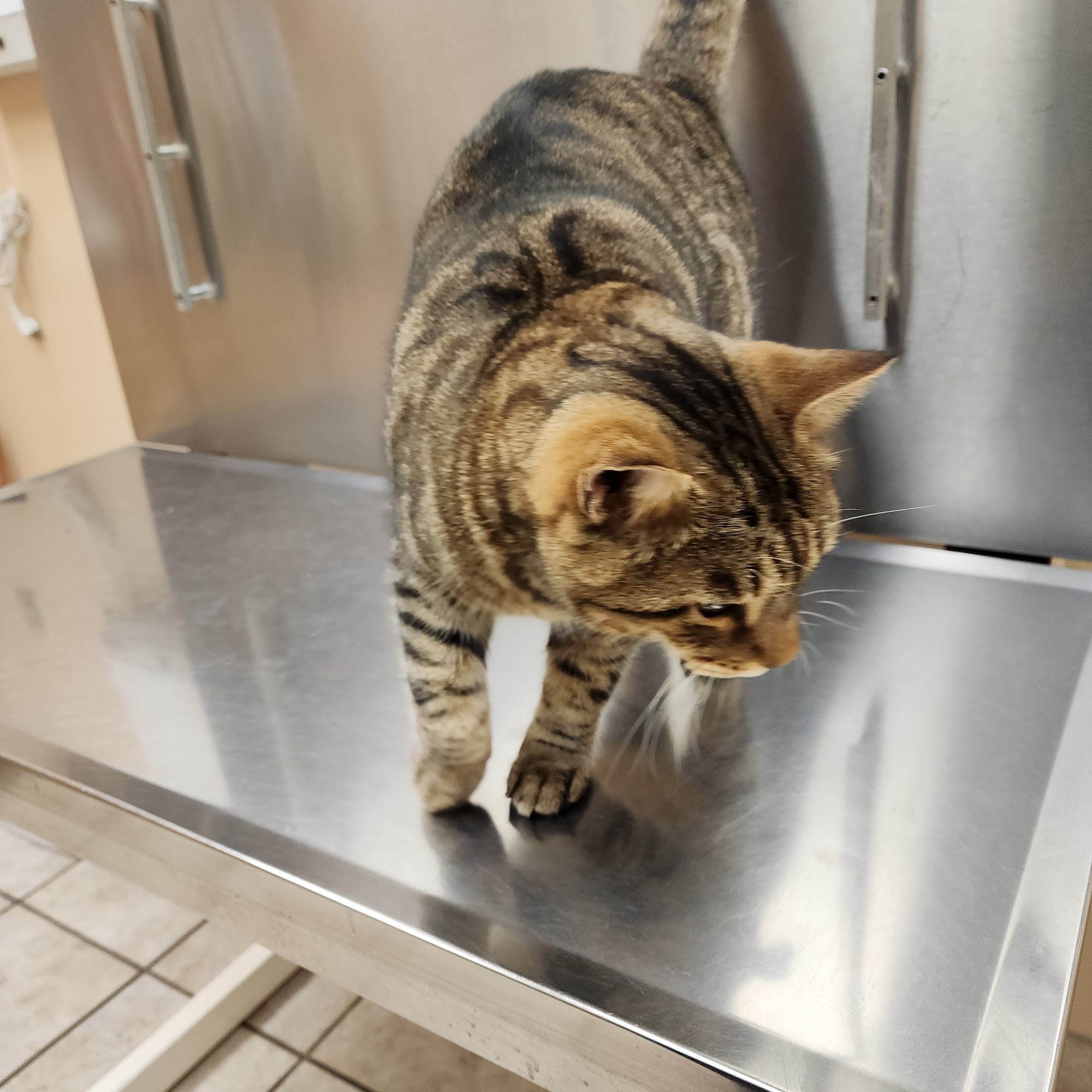 Animal Medical Clinic Kingsville