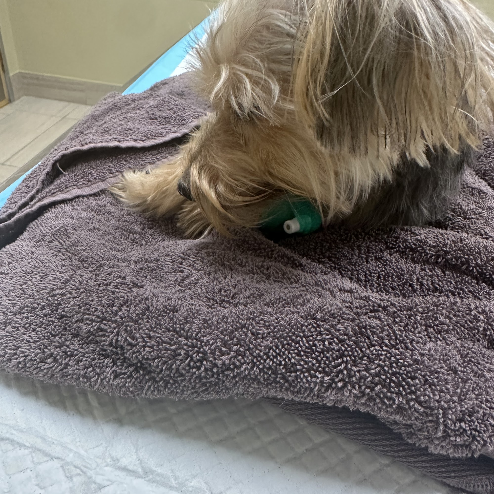 The grooming palace Kingsville