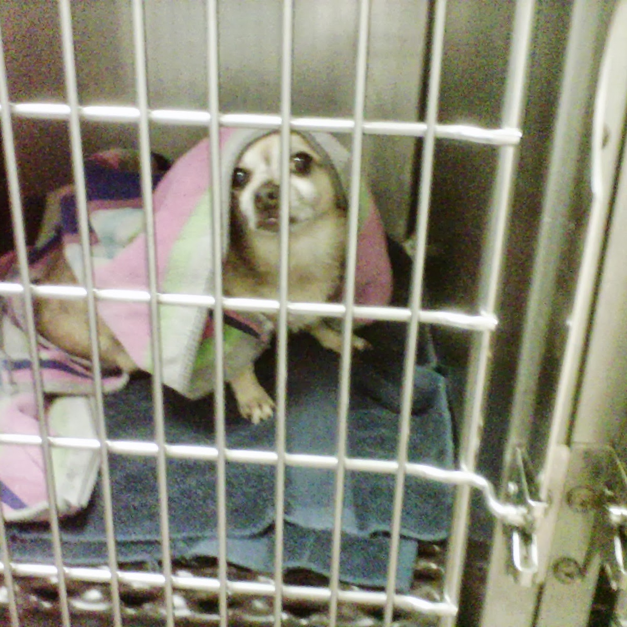 Loop 494 Animal Hospital Kingwood