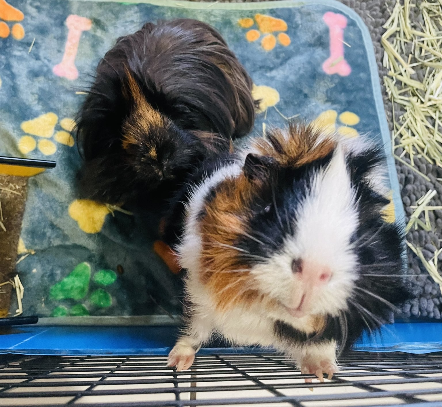 Loop 494 Animal Hospital Kingwood