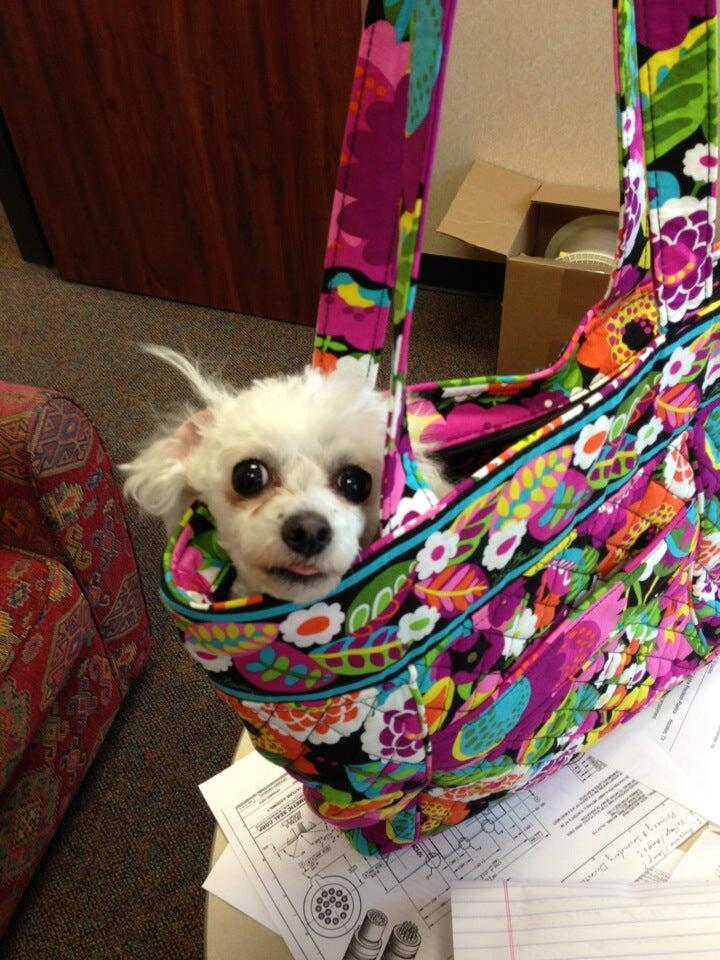 Scott Kay DVM Kingwood