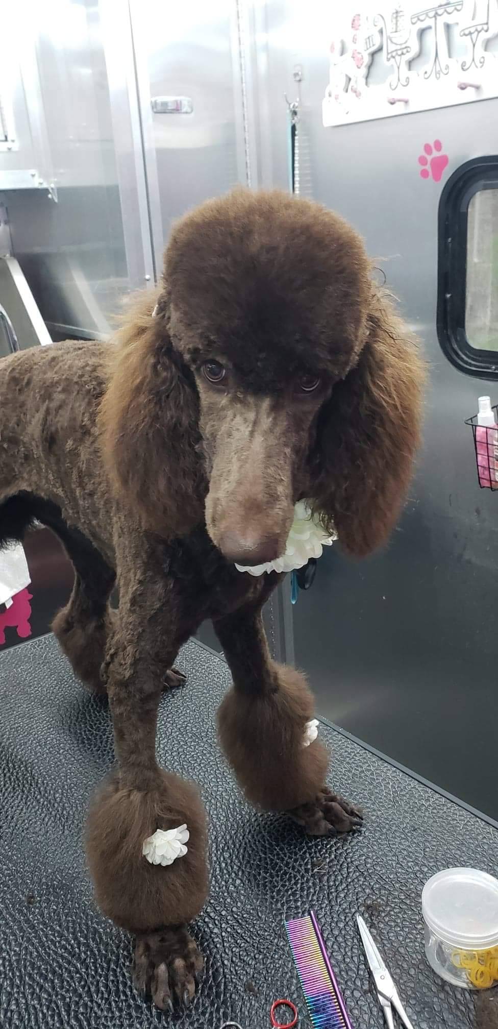 For Pets Sake Boarding and Grooming Kingwood