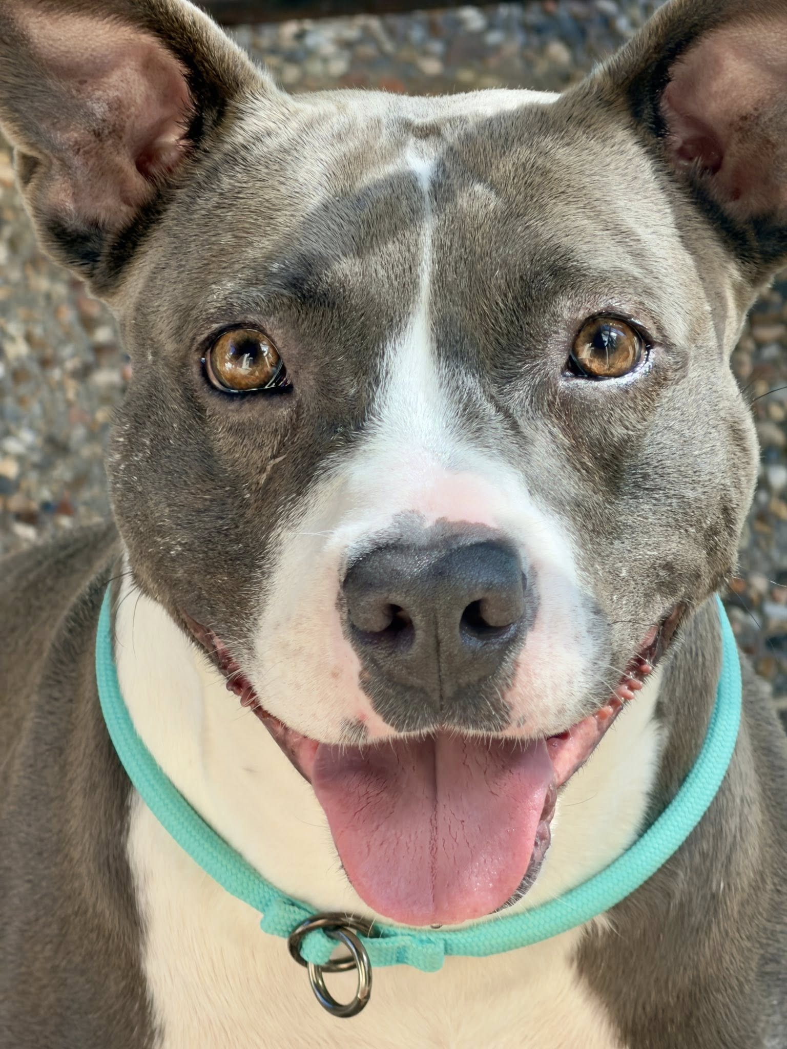 Dog Gone Stylin Kingwood