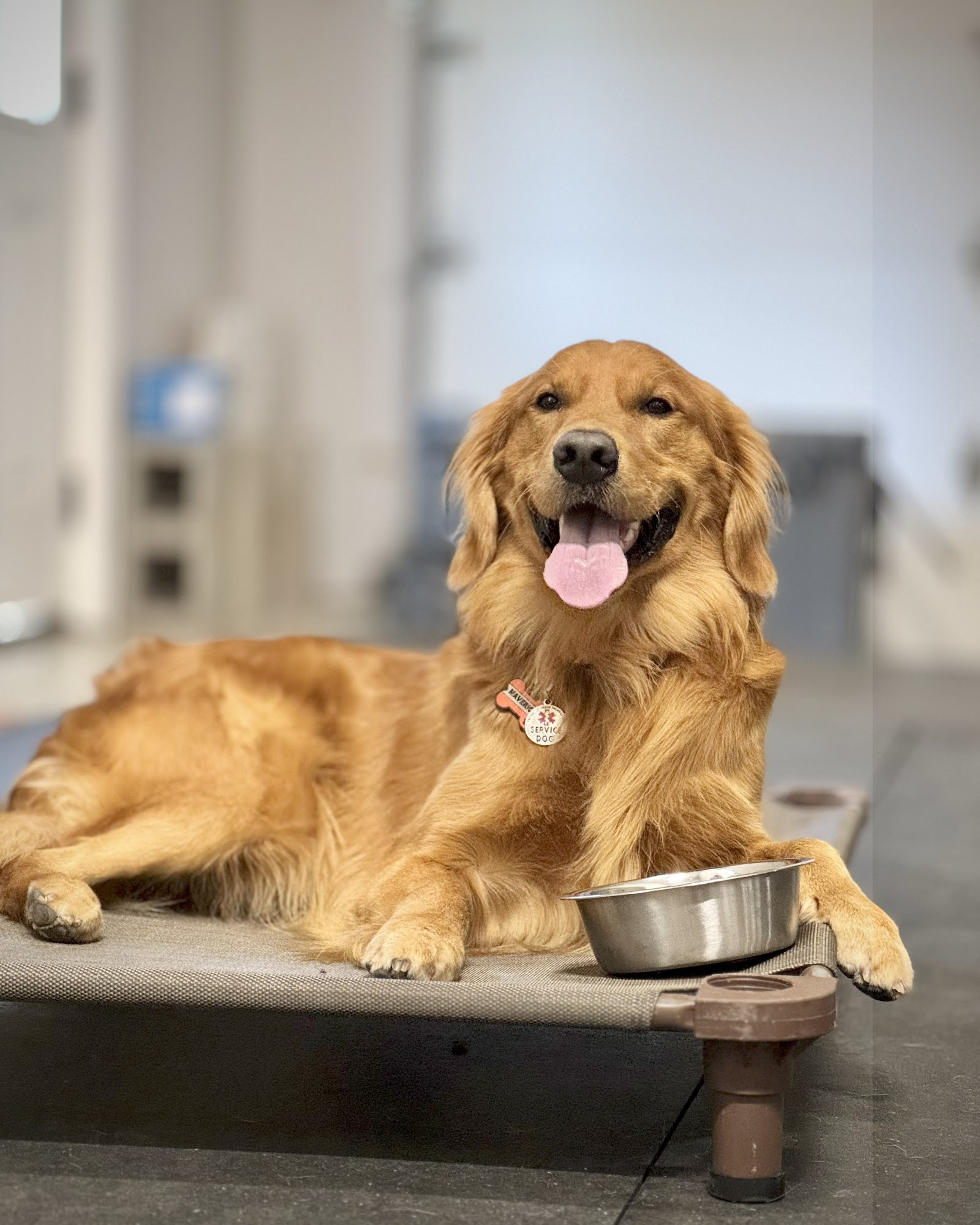 Longoriahaus Dog Training Kingwood