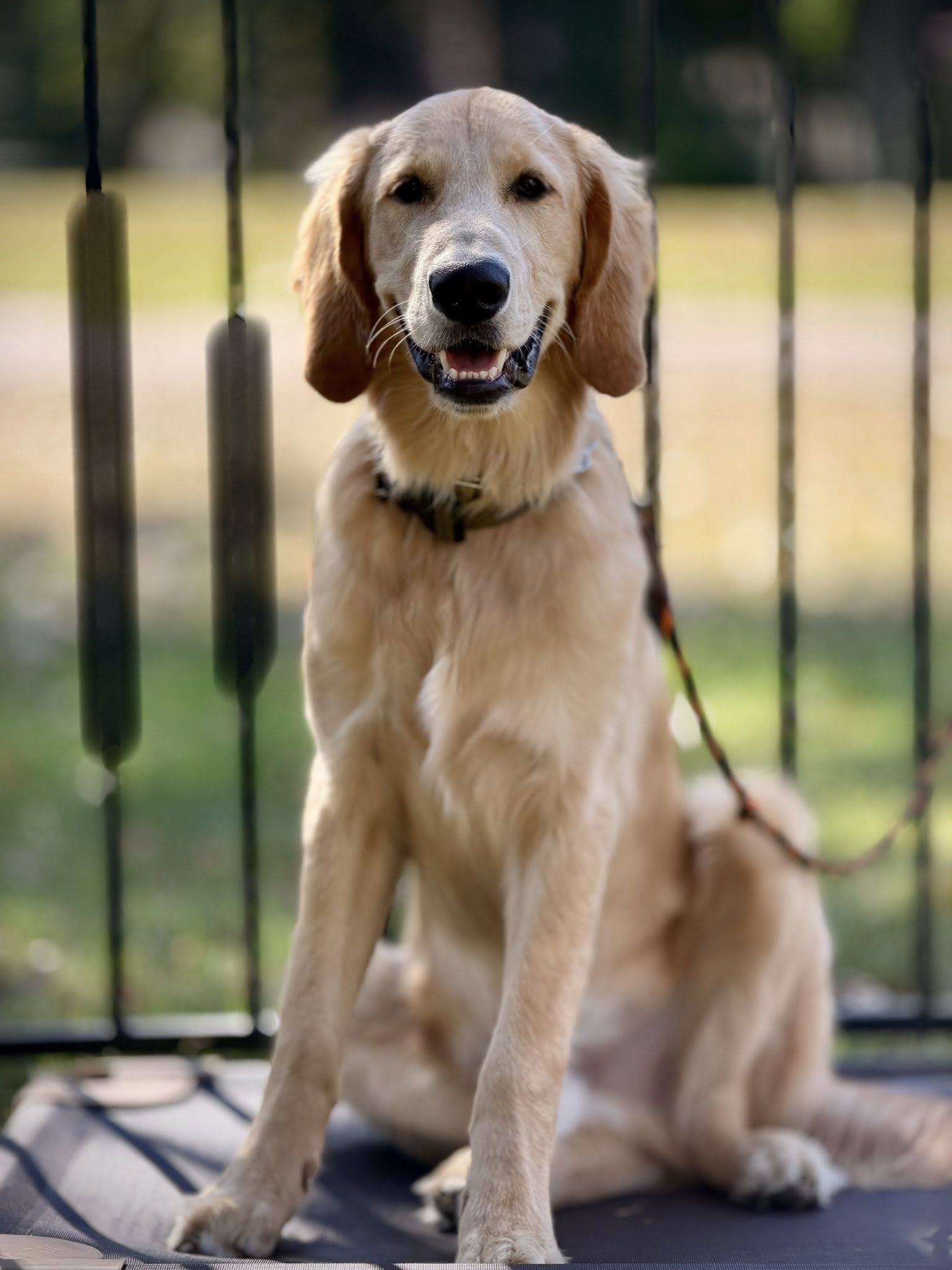 Longoriahaus Dog Training Kingwood